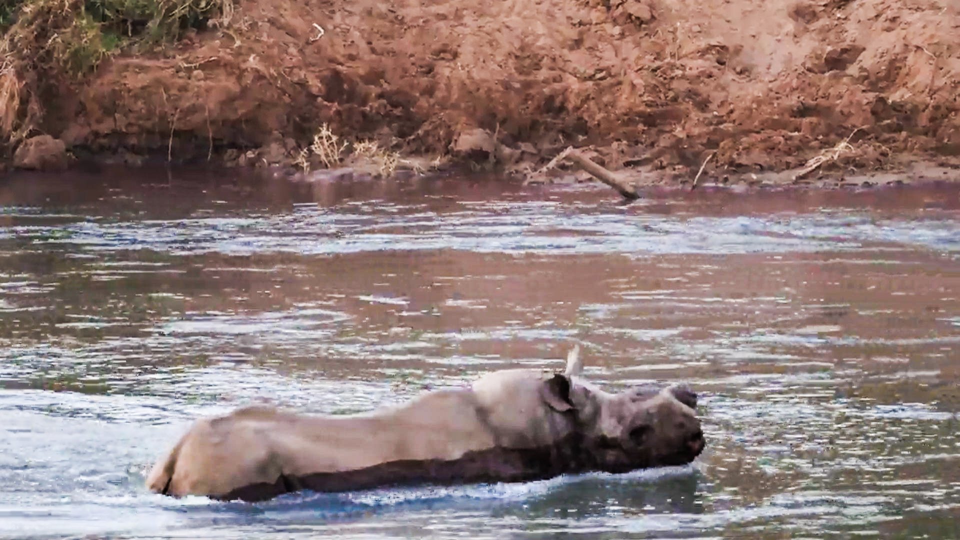 Rare Black Rhino Seen Swimming Across a River