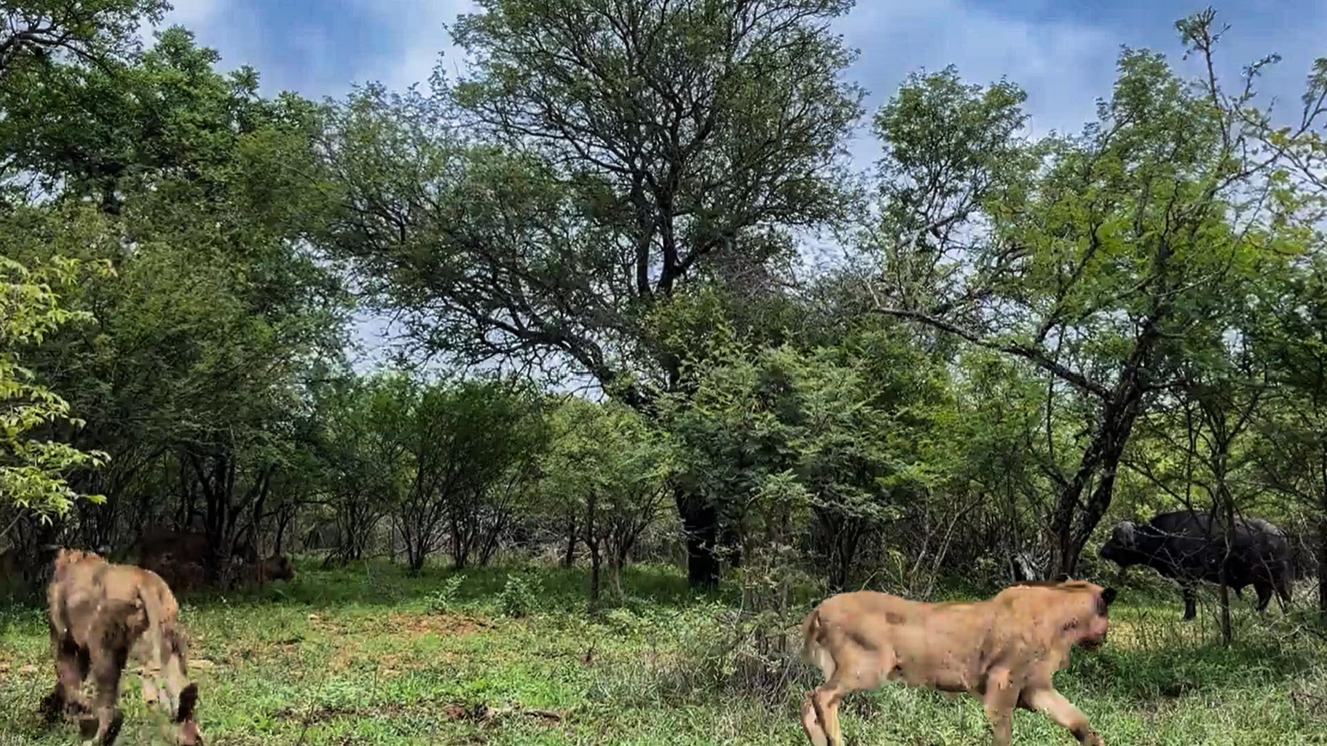 Surrounded but Not Caught: Buffalo Escapes After Lion Confrontation