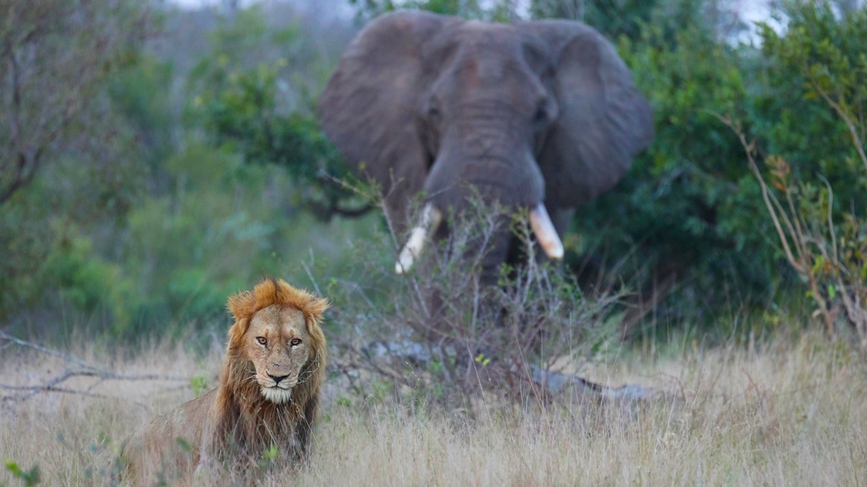 Lion Resting in the Open Moves Off as Elephant Bull Approaches 