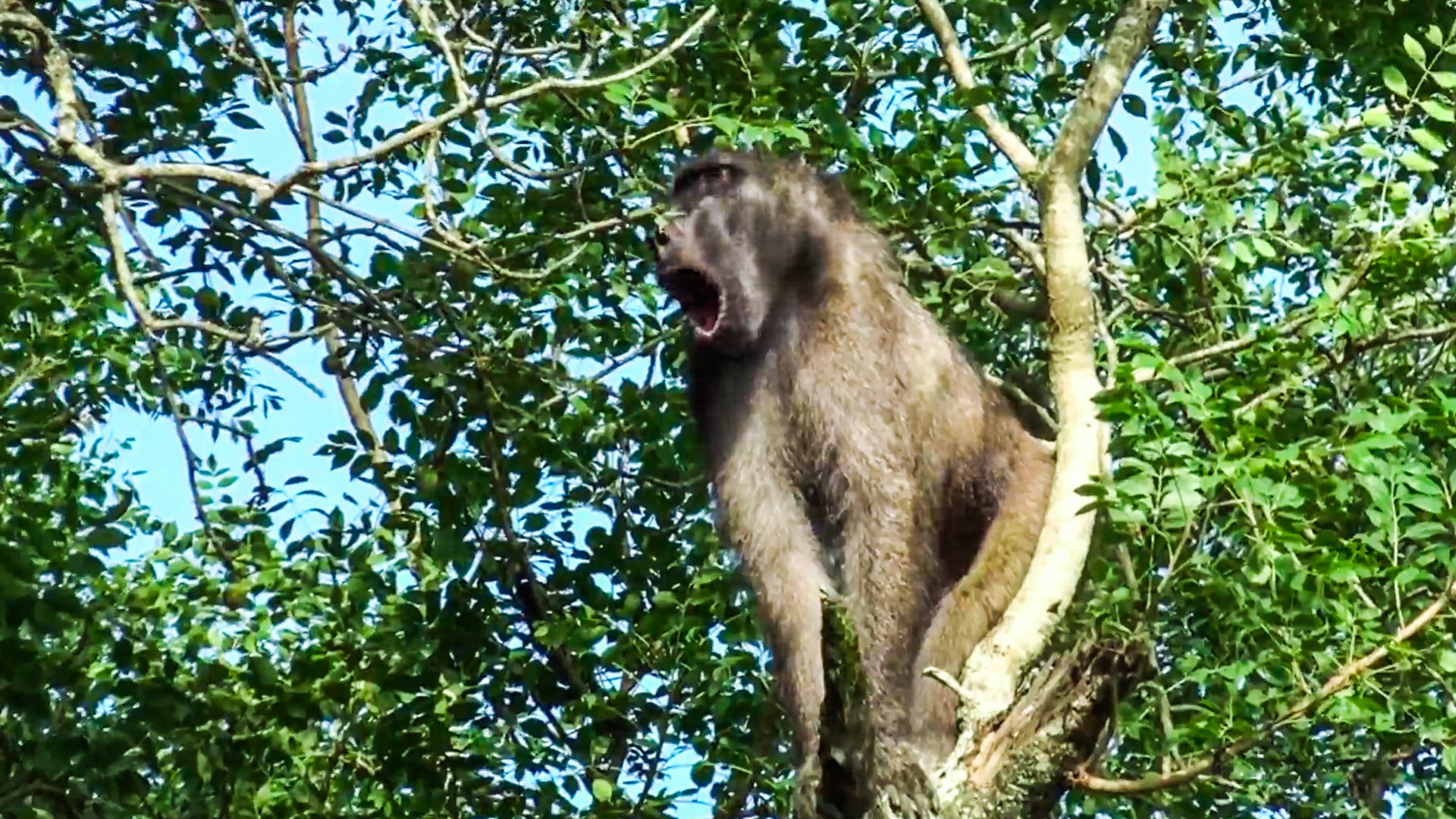 Tense Encounter Between Young Leopard and Baboons in a Tree