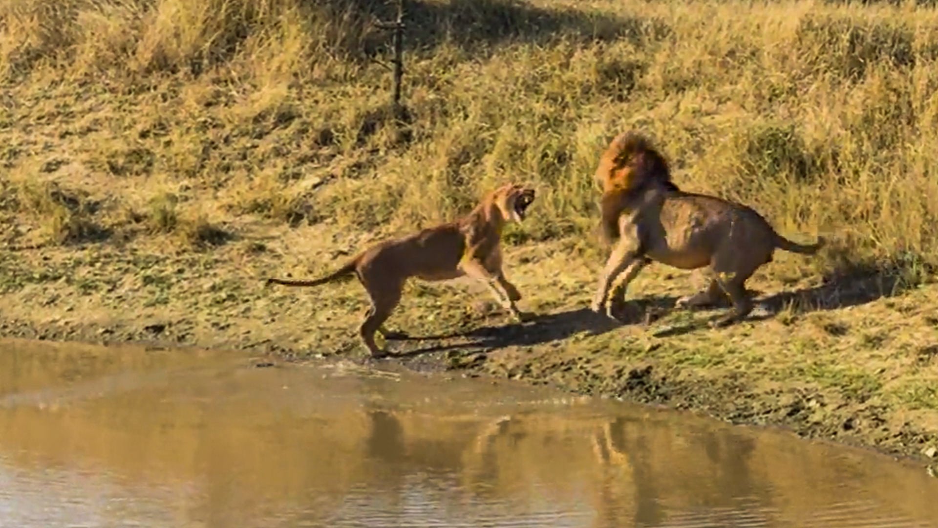 Tension Builds as Three Lions Engage in a Brief Clash