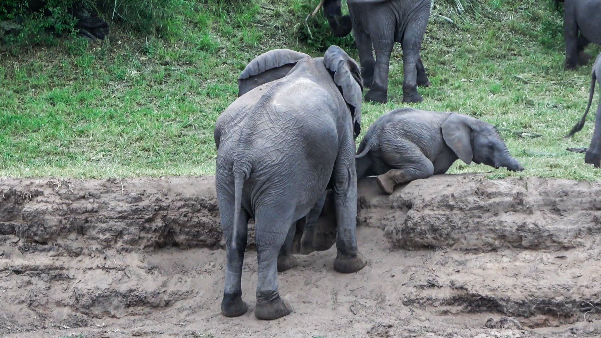 This Baby Elephant Couldn’t Climb Up This Bank On Its Own!
