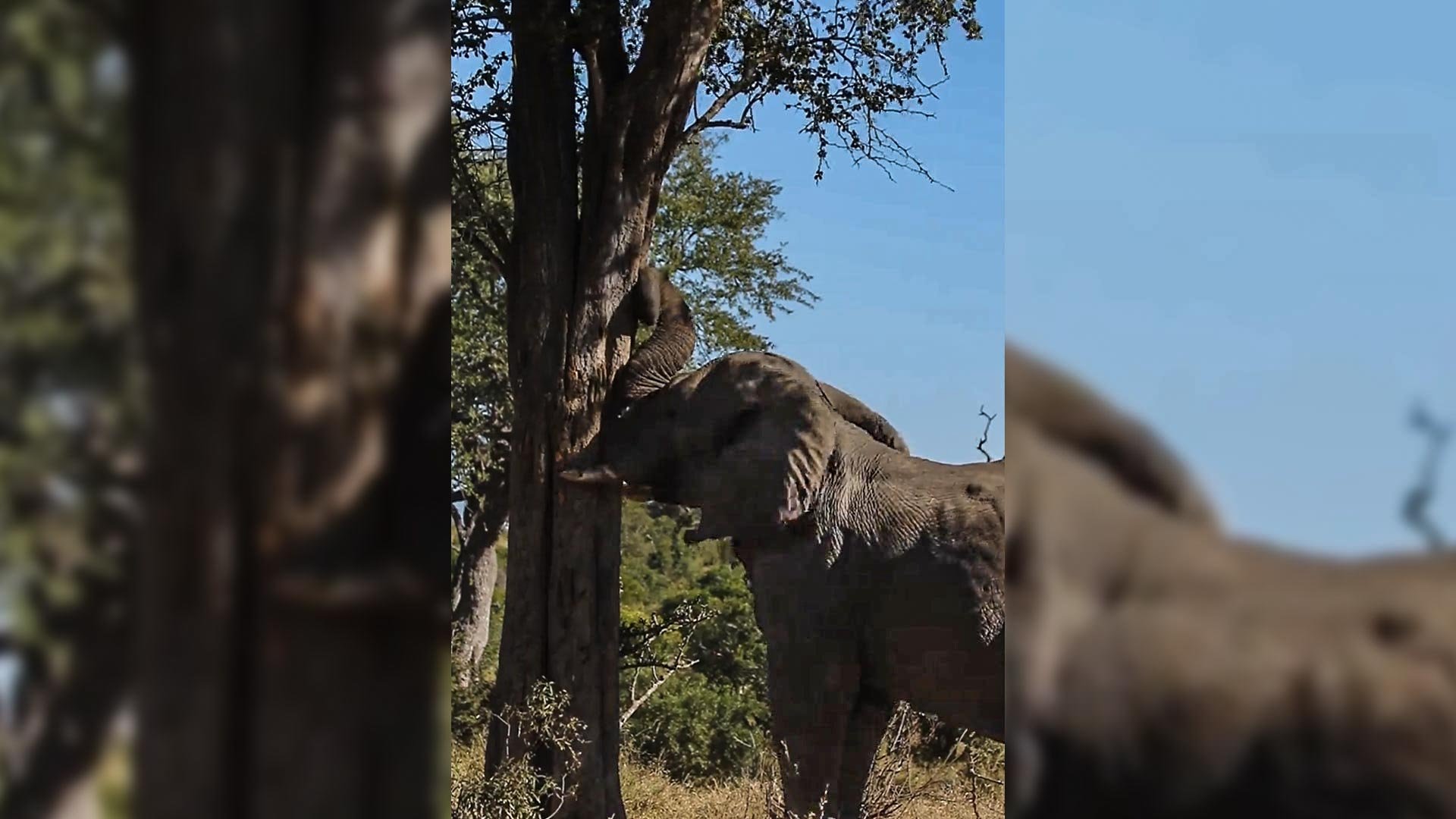 Tree Gets a Shake as Elephant Reaches for a Tasty Treat