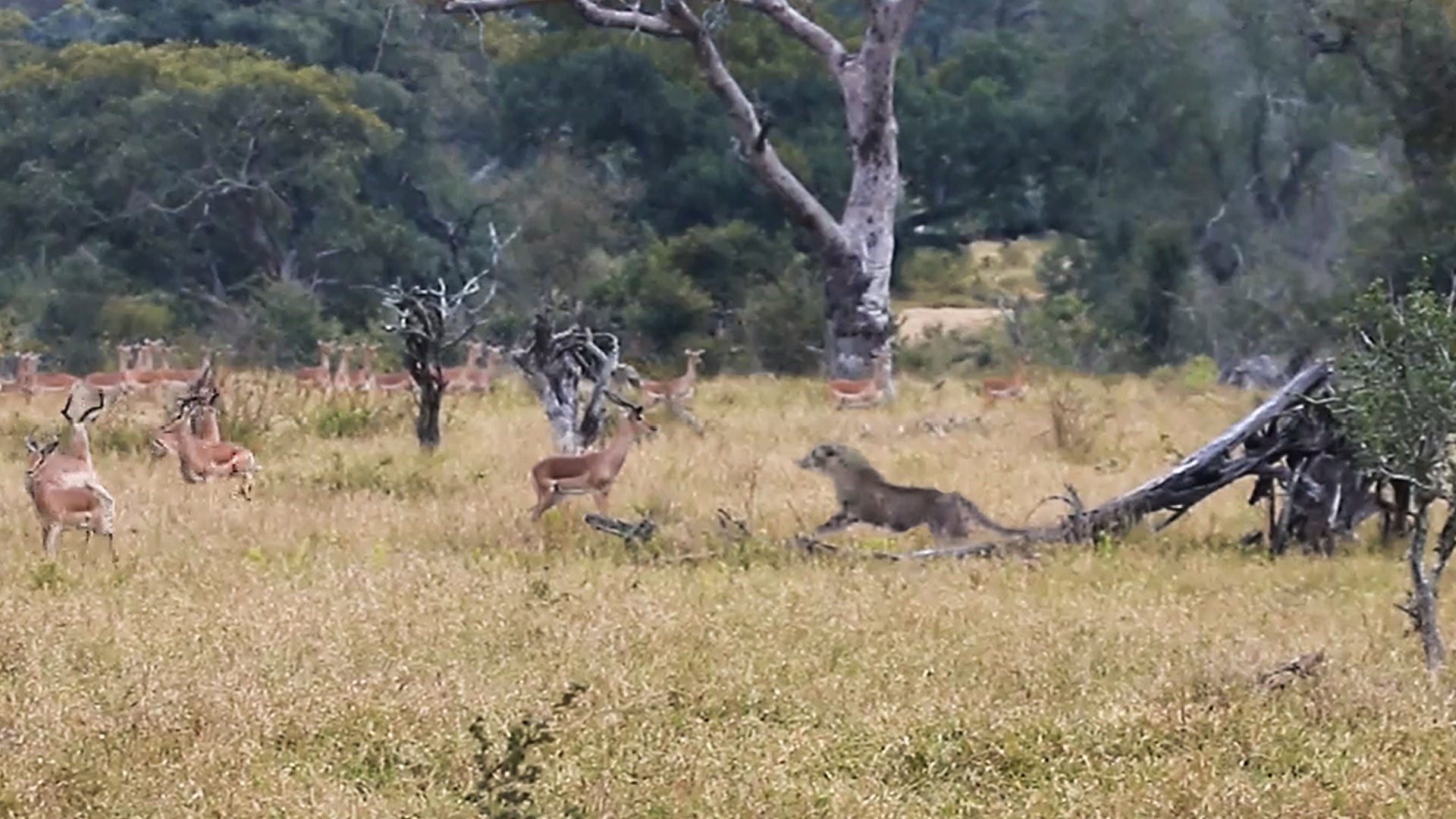 Two Cheetahs Try to Hunt a Herd of Impala and Miss Their Chance