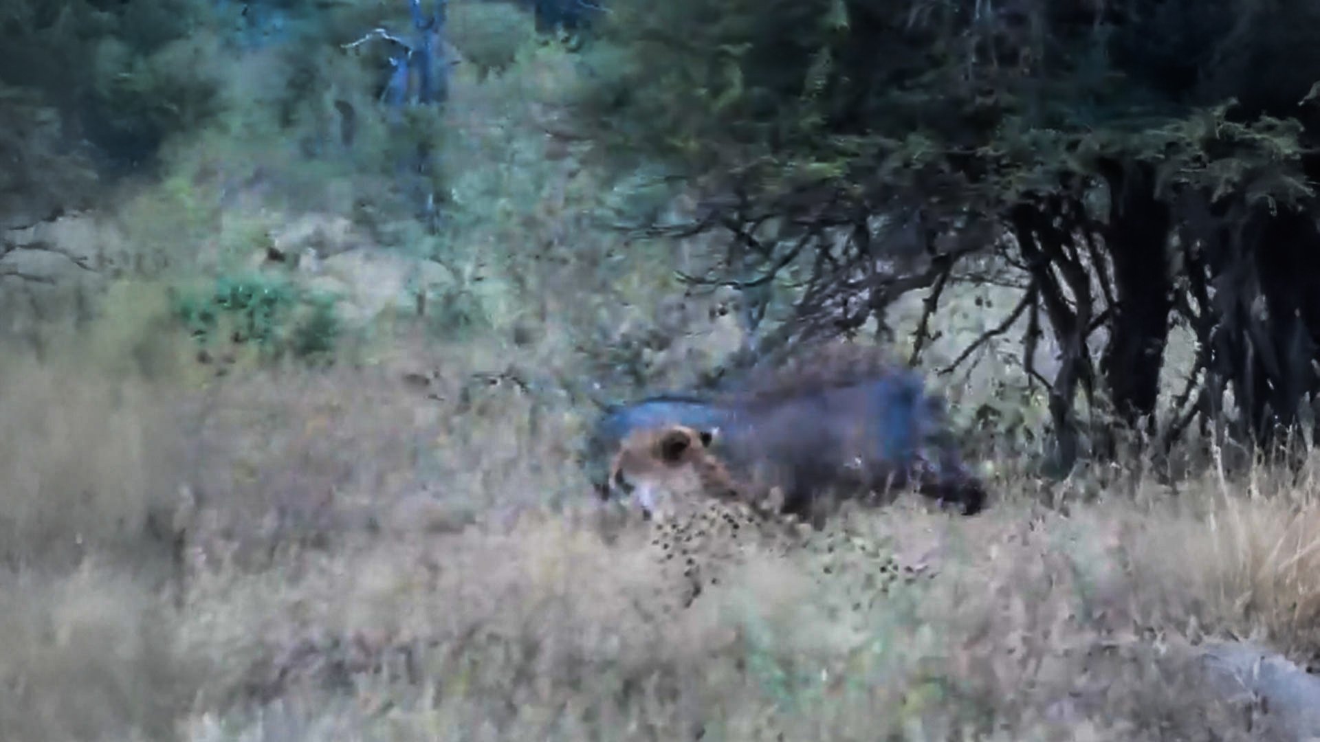 Warthog Awkwardly Walks Past Cheetah