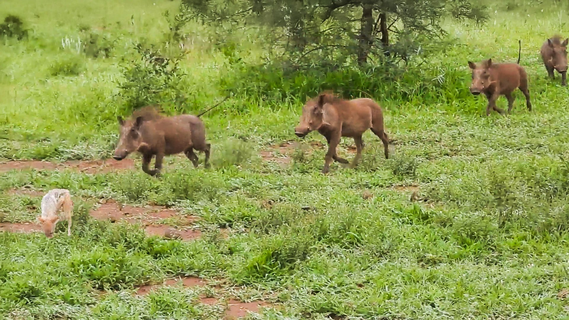 Warthogs Band Together To Drive Off A Jackal