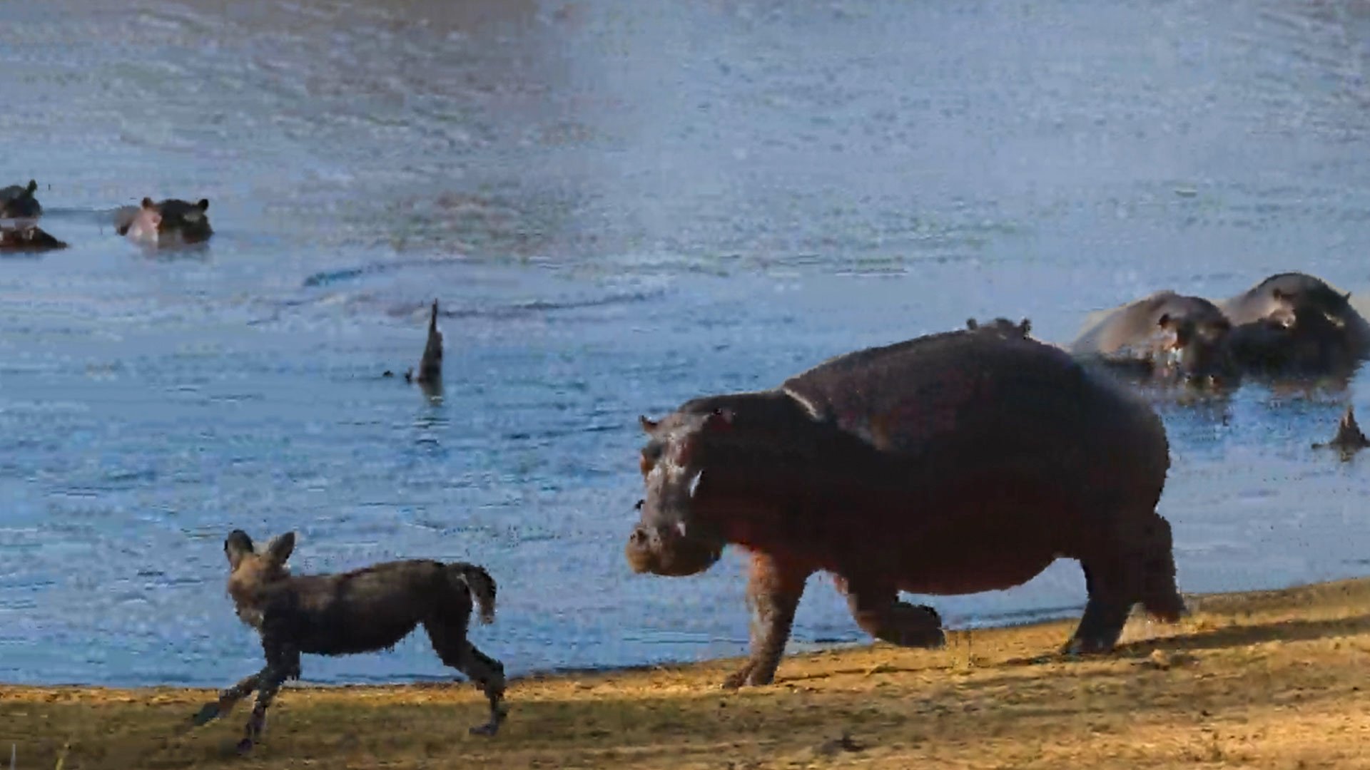 Wild Dogs Get More Than They Bargained for from a Grumpy Hippo