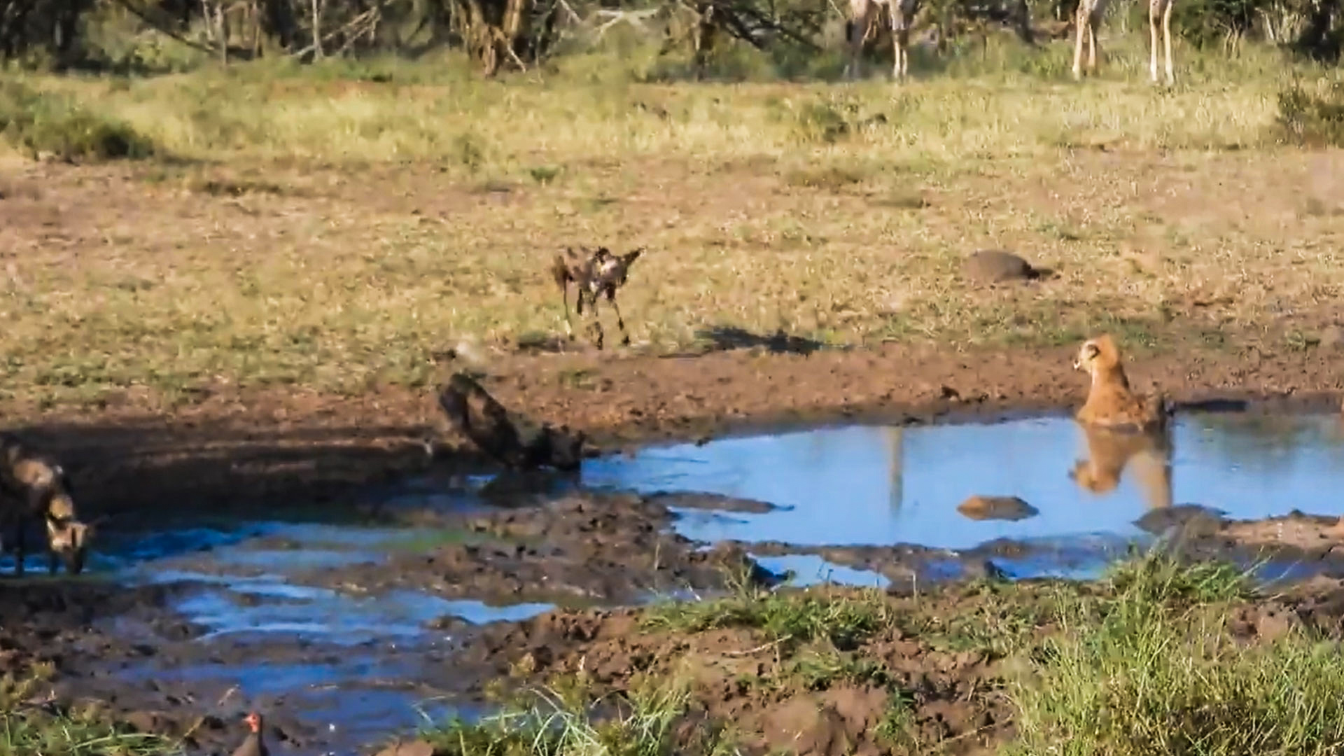Curated visual reference: Visual Reference: Wild Dogs And Hyena Trade Growls Before Agreeing To Share