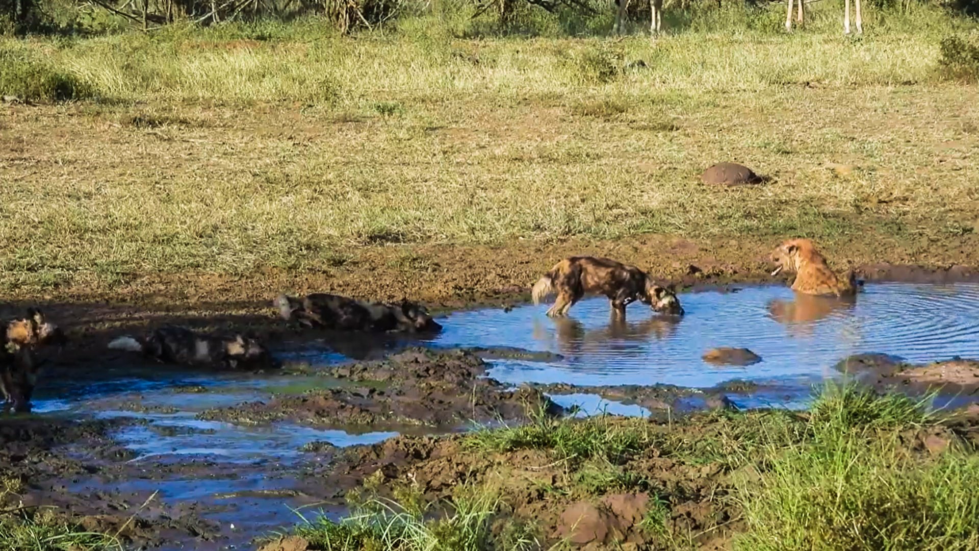 Wild Dogs And Hyena Trade Growls Before Agreeing To Share The Water