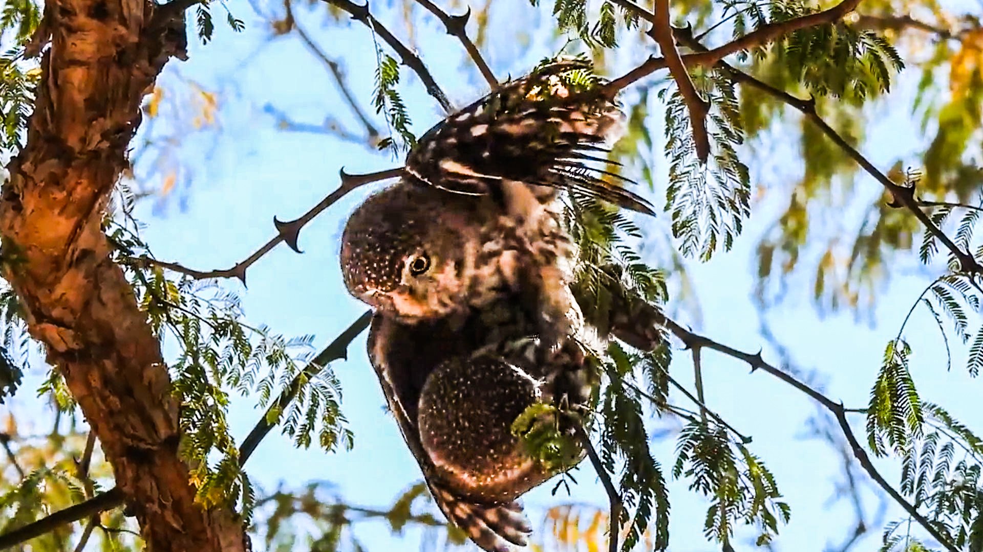 Witnessing the Elusive Mating Display of Pearl-Spotted Owls