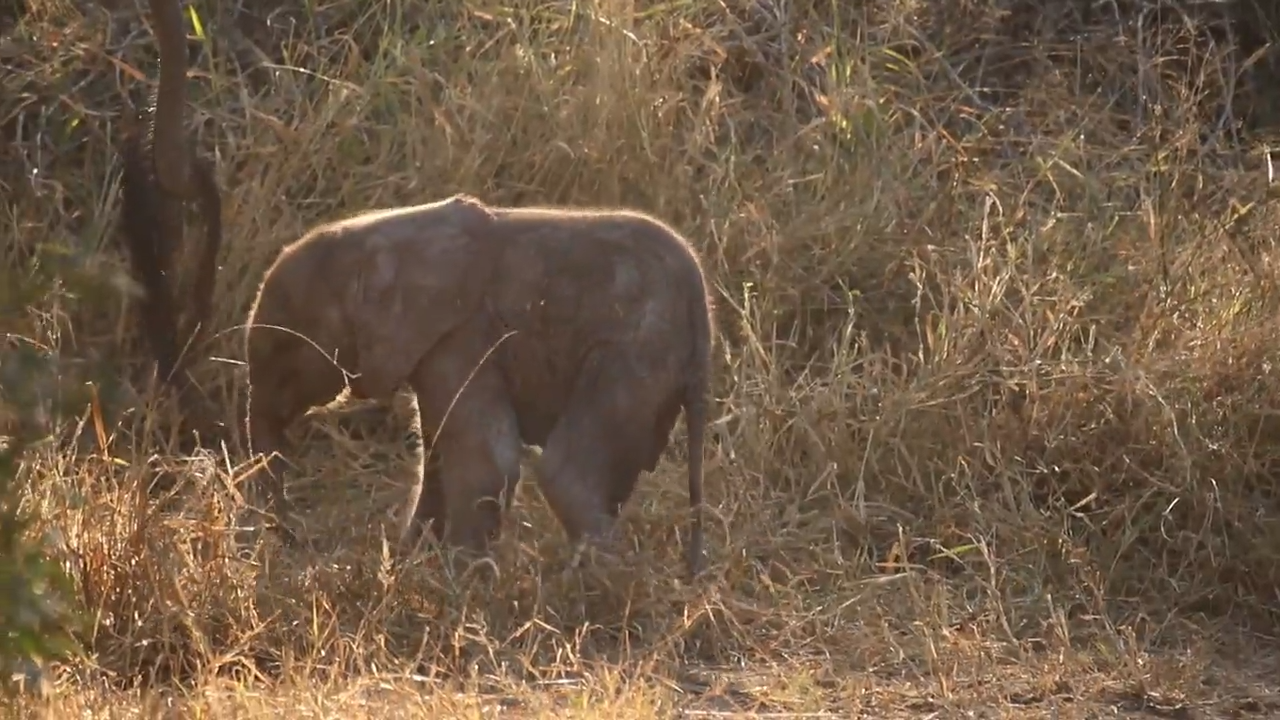 Adorable Baby Elephant Takes First Steps
