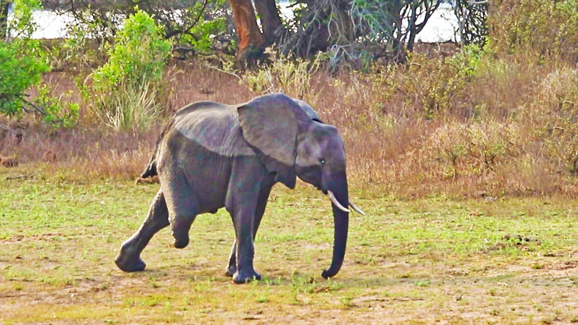 Three-Legged Elephant Stays Strong with Her Herd