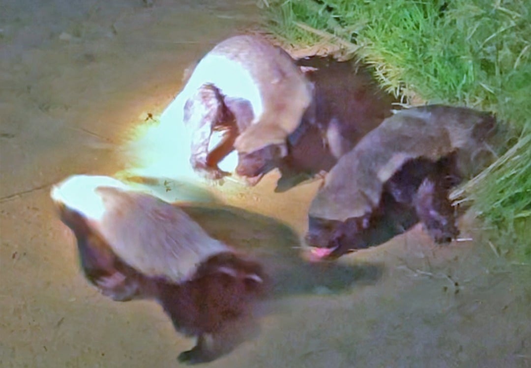 Three Honey Badgers Engage in a Fiery Roadside Scuffle