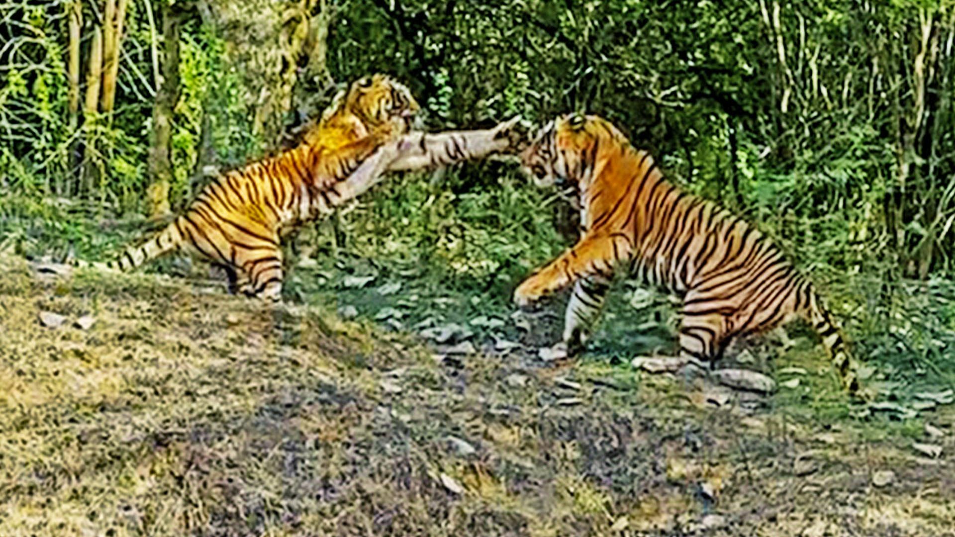 Tigress Defends Her Cubs from Aggressive Male Tiger