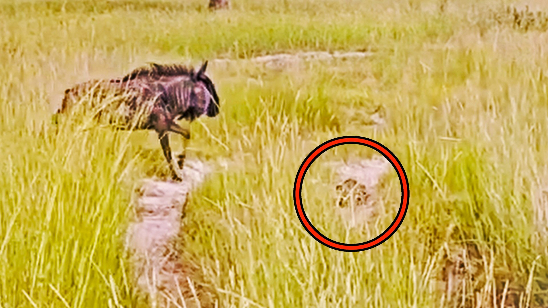 Leopard Ambushes Baby Wildebeest, But the Herd Fights Back