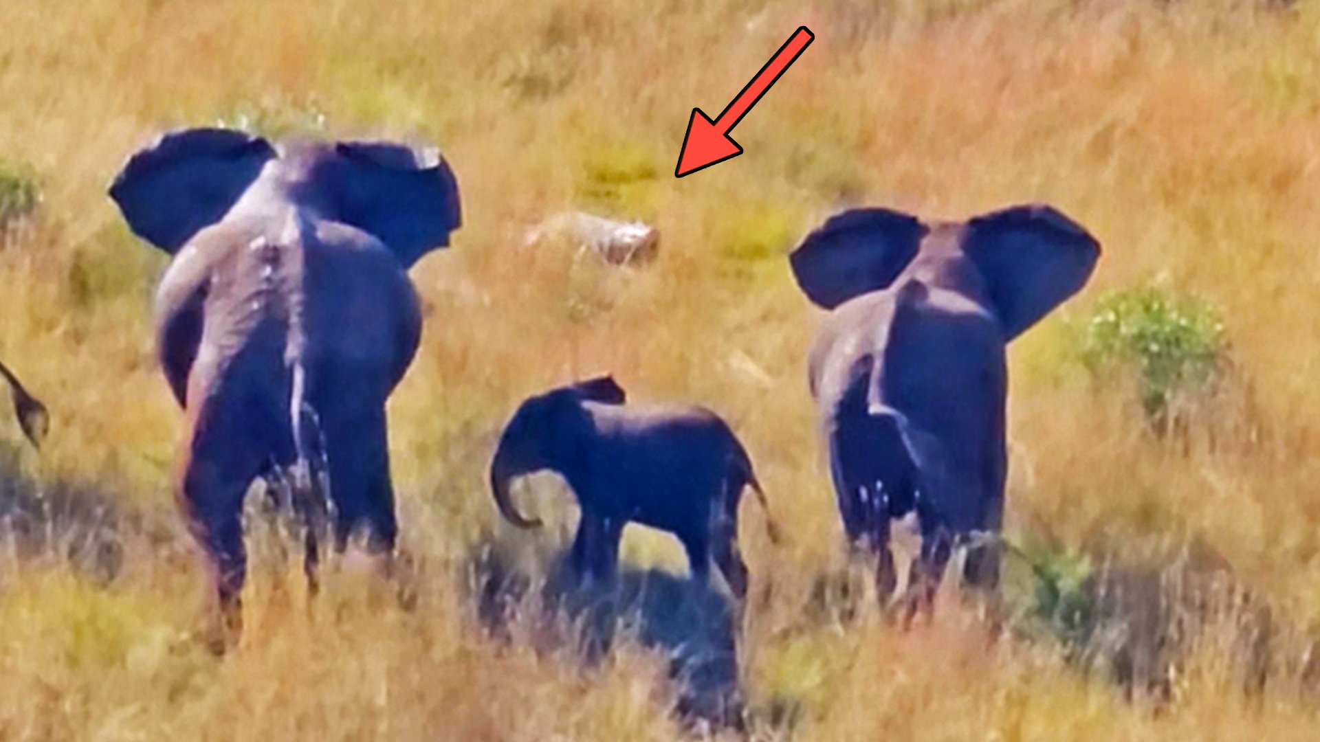 Elephant Herd Shields Calf from Hidden Crocodile in the Grass