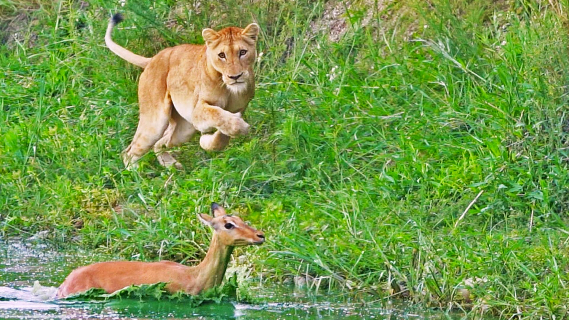 Impala Tries to Escape by Swimming, But Lands Right Back at the Lion