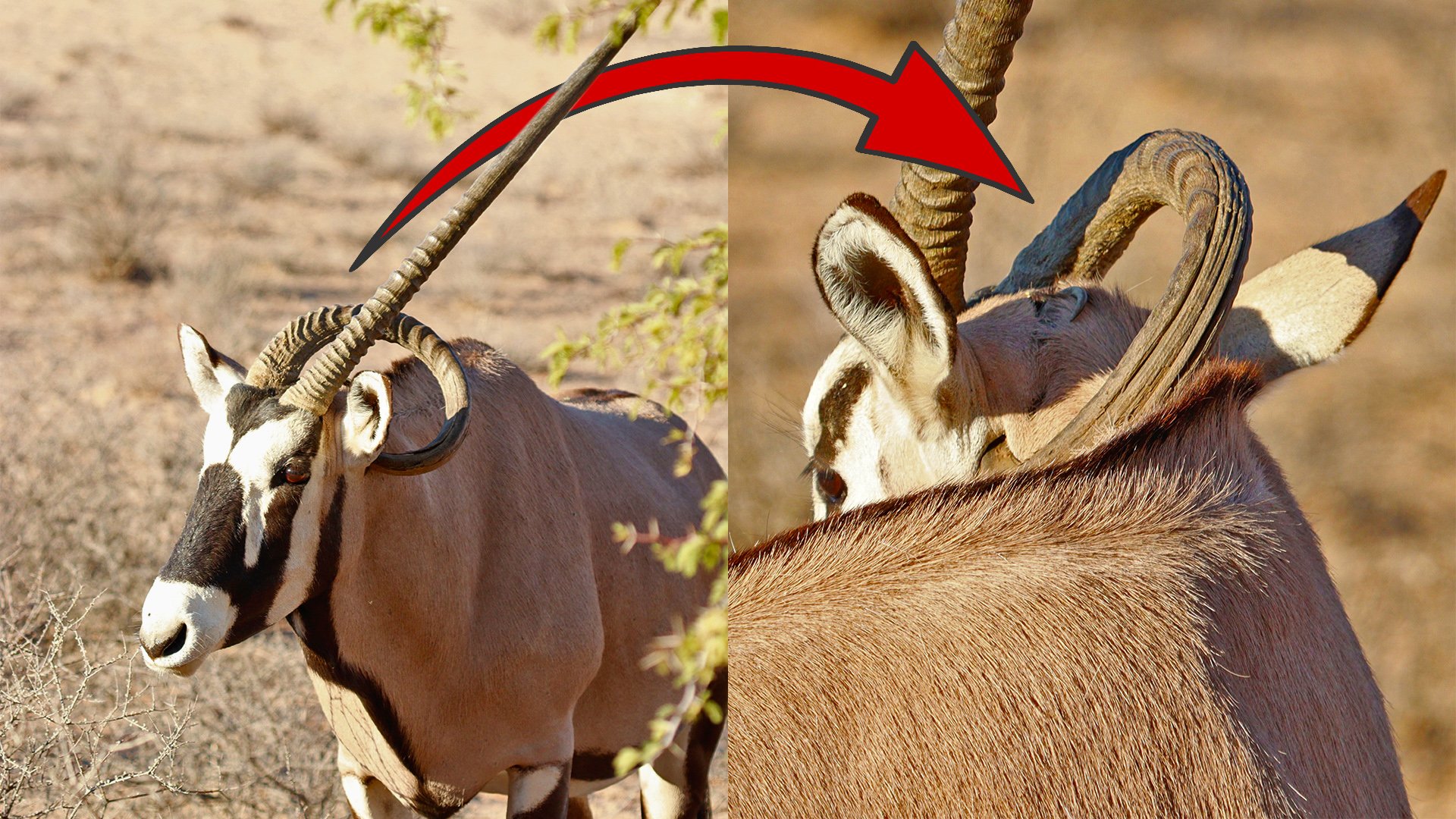 Gemsbok Spotted with Horn Growing Into Its Own Head