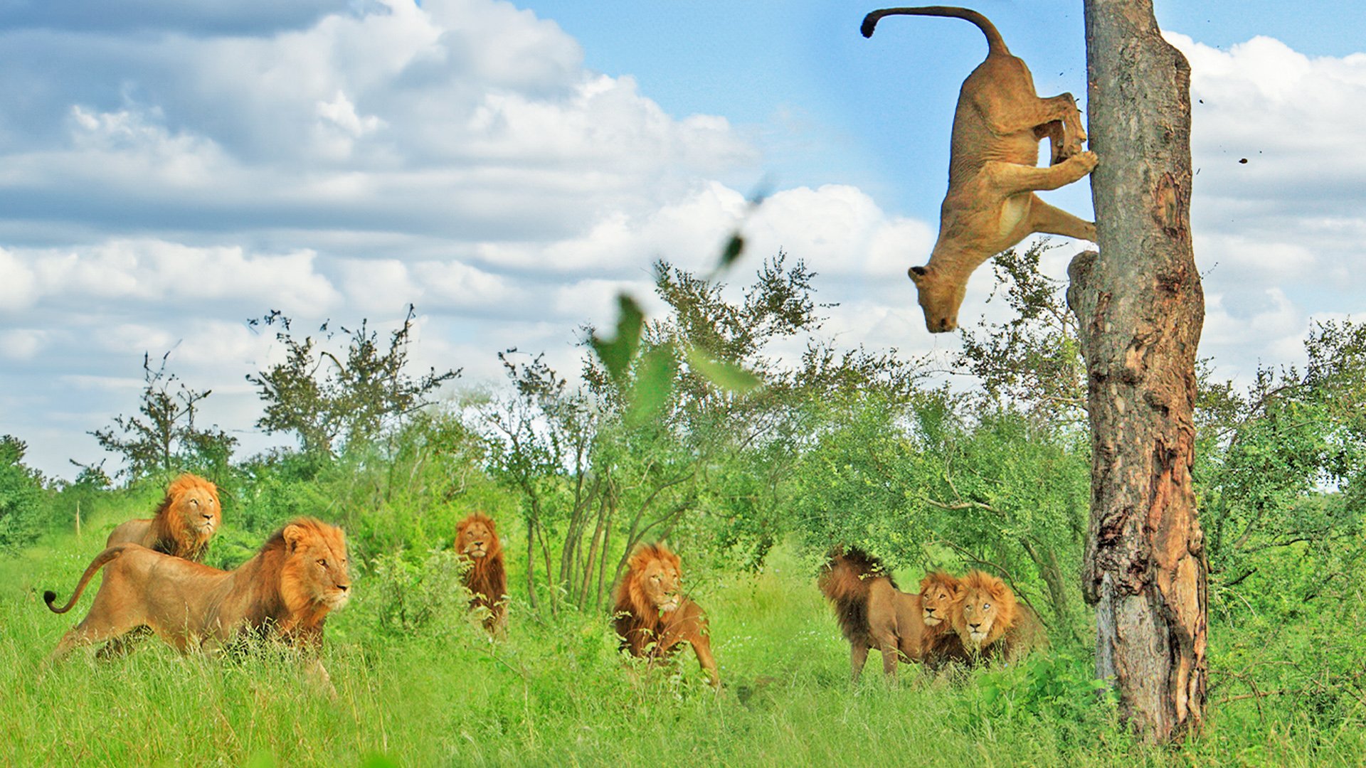 Desperate Lioness Takes to the Trees as Males Close In