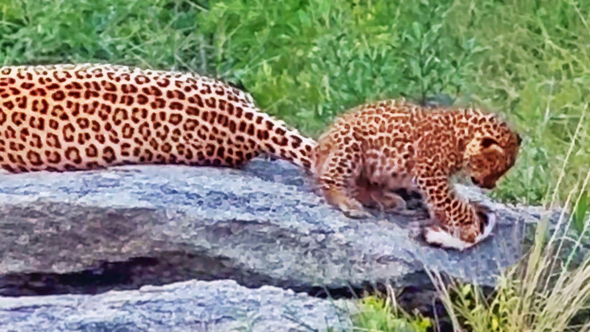 Playful Cub Takes a Fall While Navigating a Tree