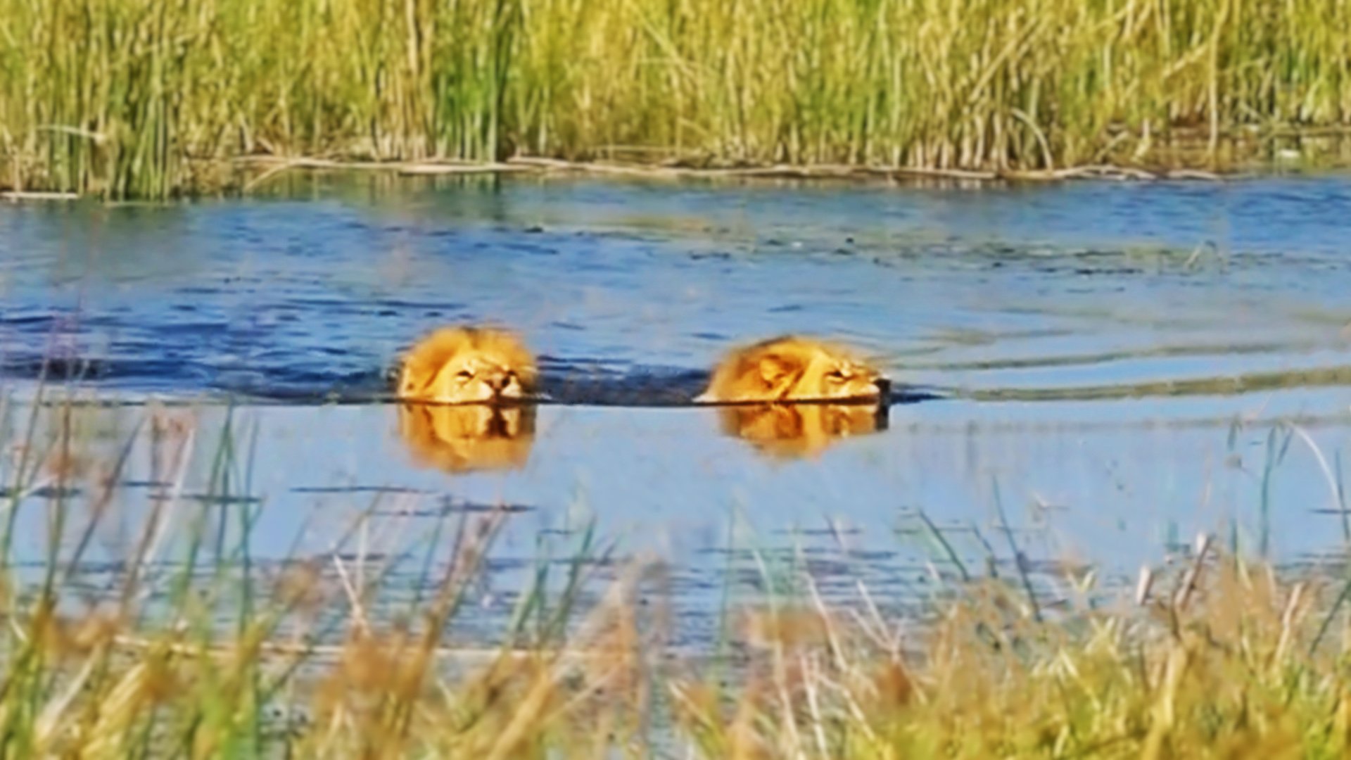 Lions Caught on Camera Swimming Across a River
