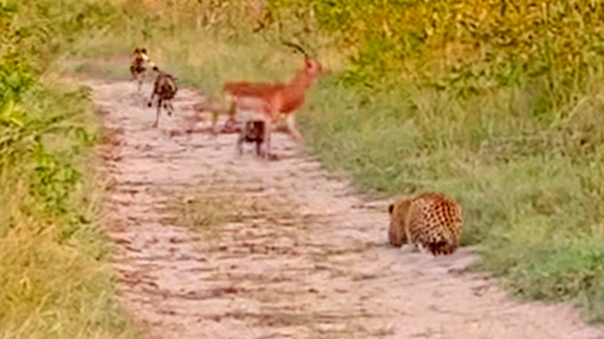 Wild Dogs Chase Leopard During Hunt