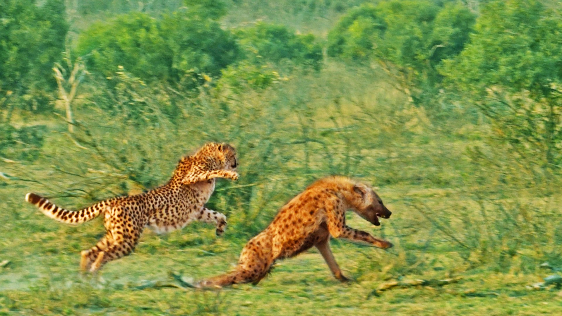 Hyena Has a Close Call After Startling Two Cheetahs