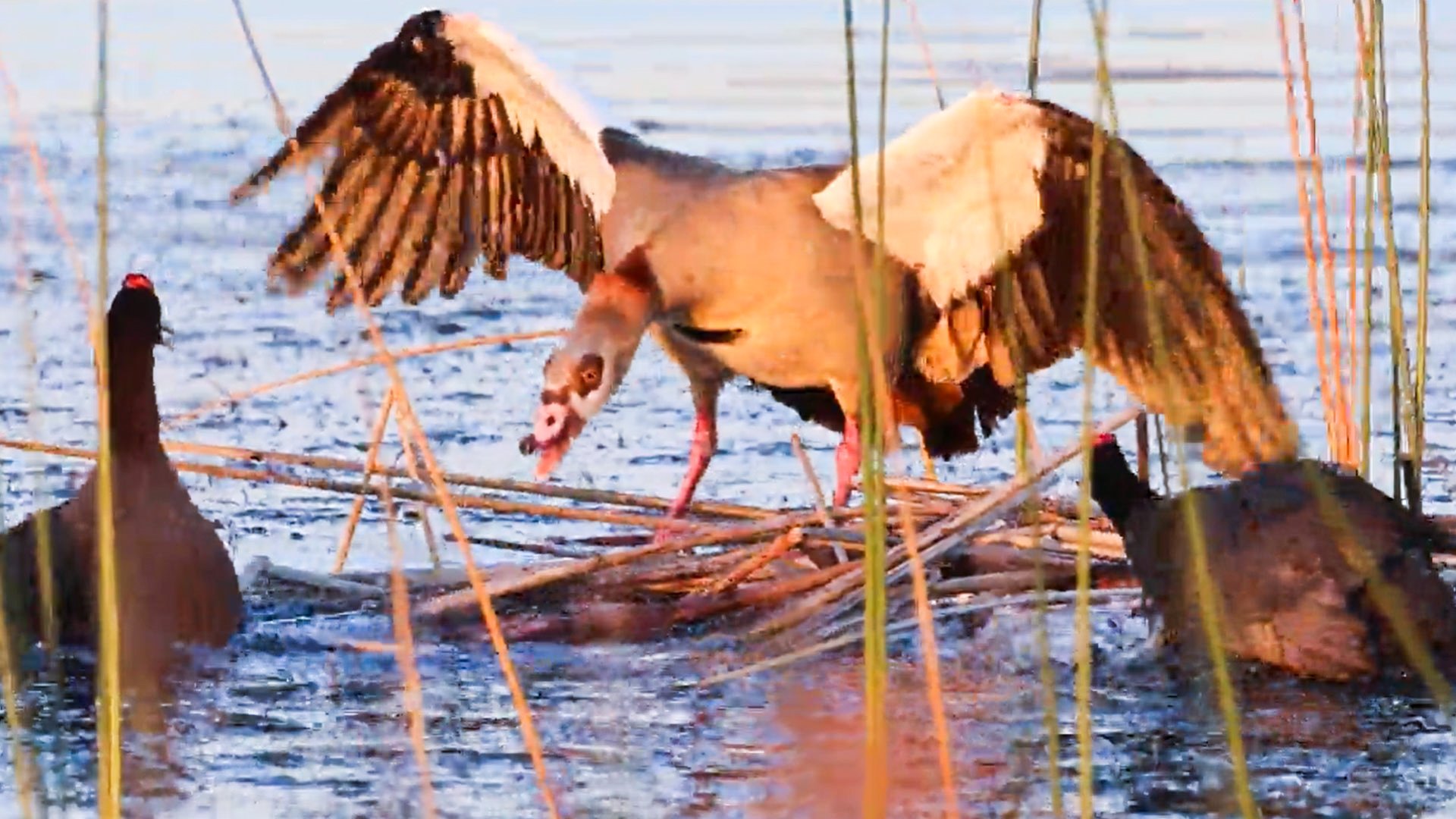 Coot Chases Mother Goose Away From Her Nest