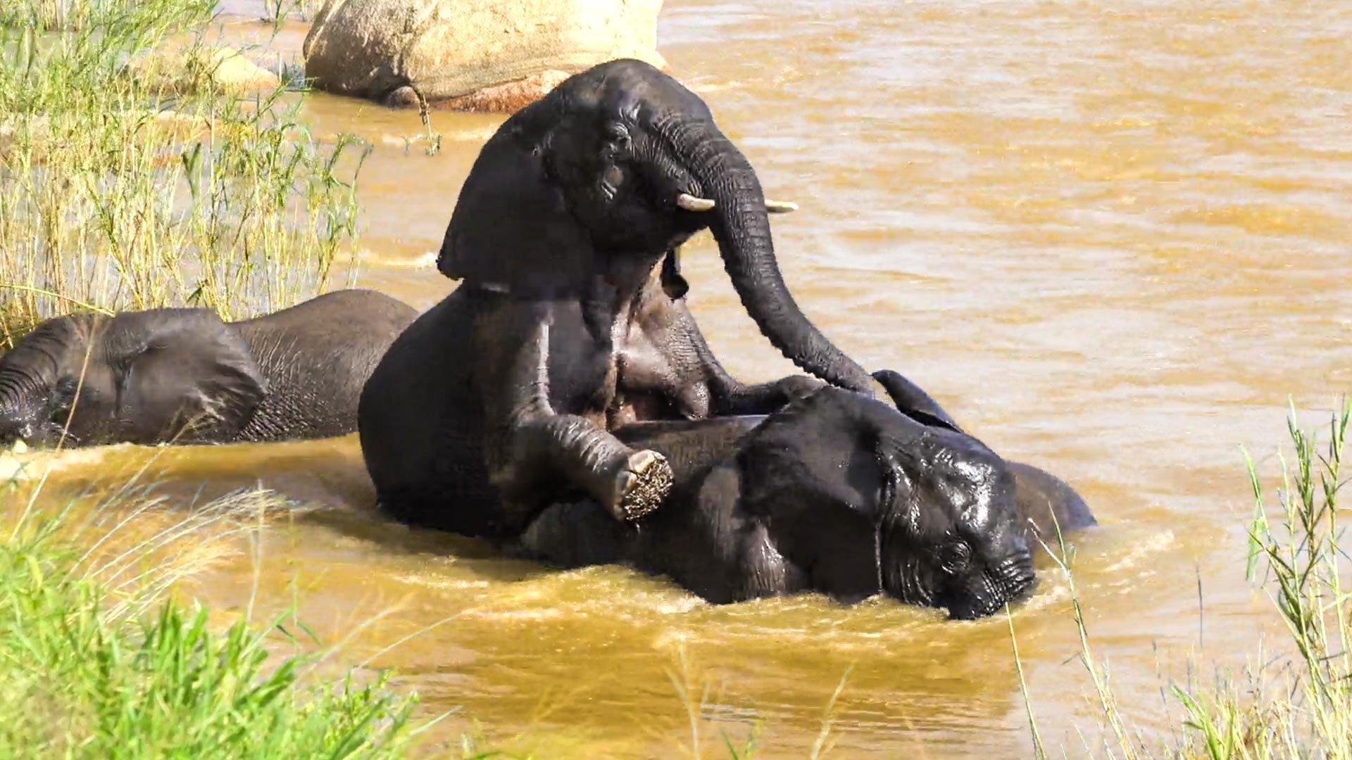 Elephants Cool Off With A Swim And Some Playful Splashes