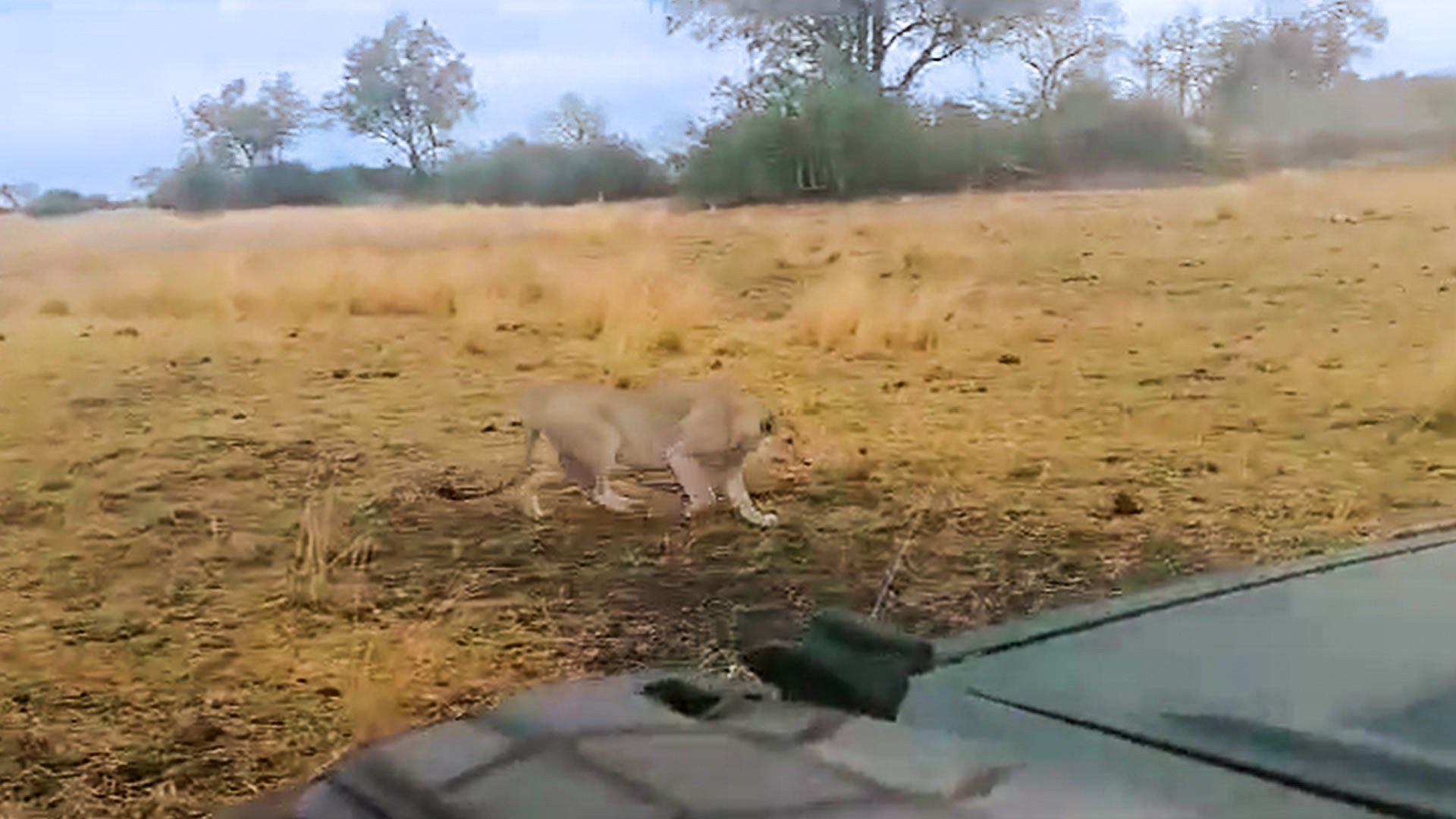 Hare Darts Off as Lion Gives Short Chase