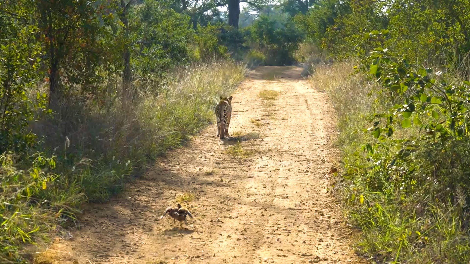 Leopard Keeps Moving as Bold Francolin Sounds the Alarm