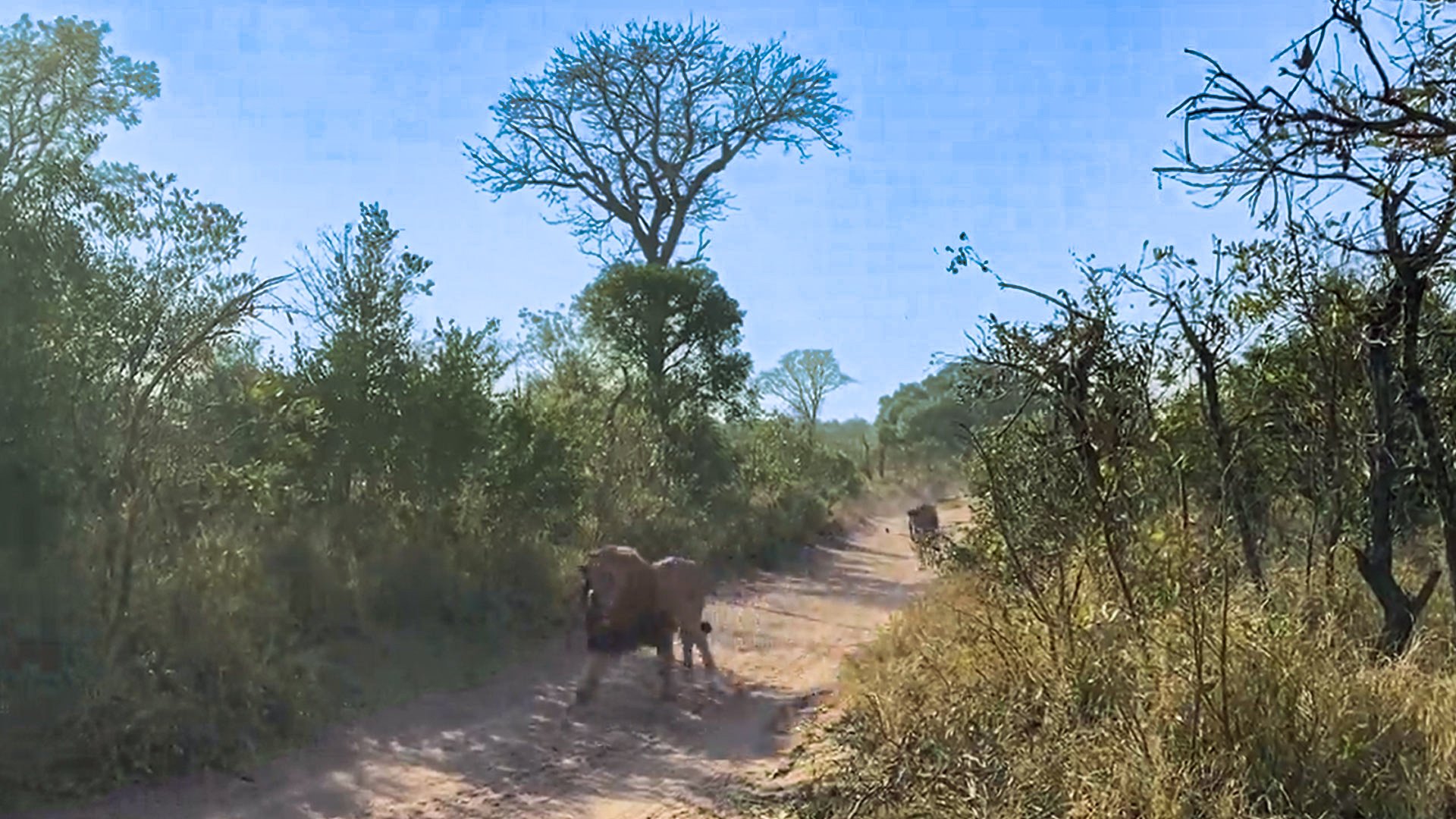 Lions on the Run: Single Male Fleeing from Two Challengers