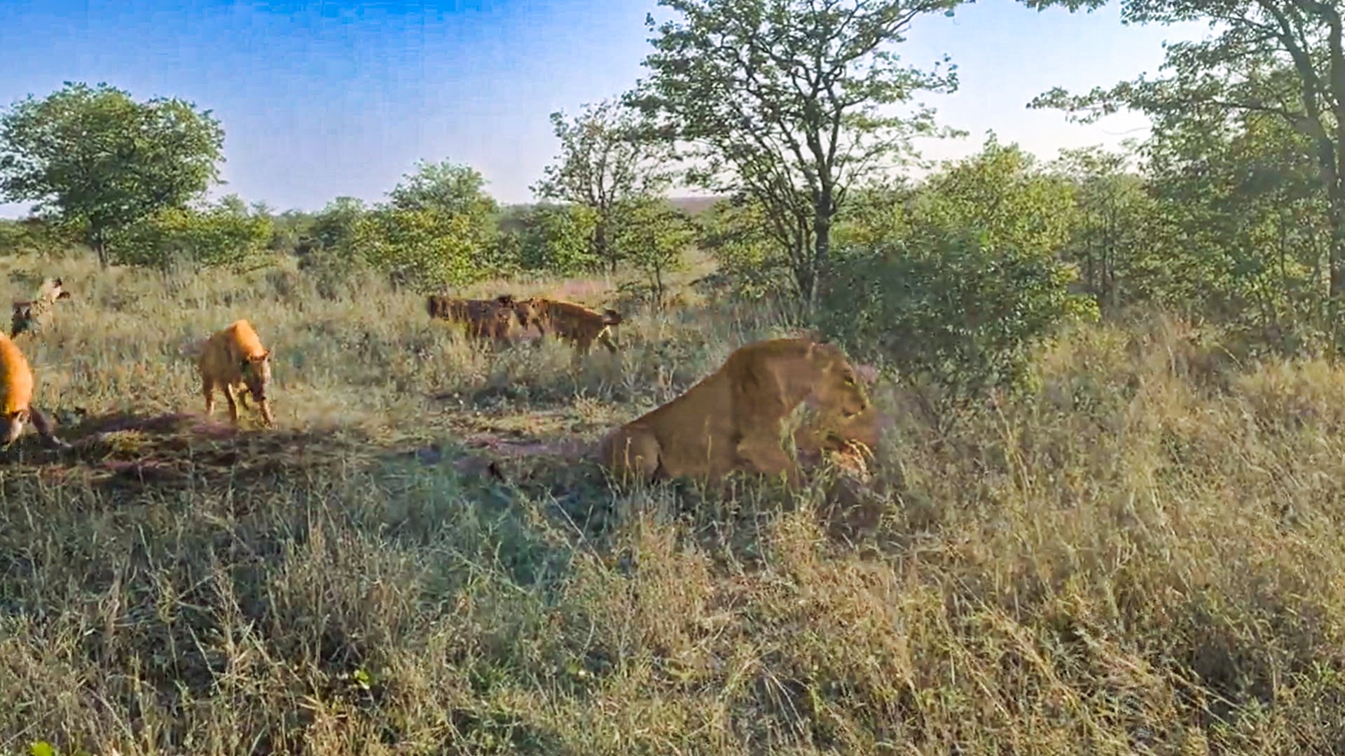 Lone Lioness Faces off against Hyena Clan