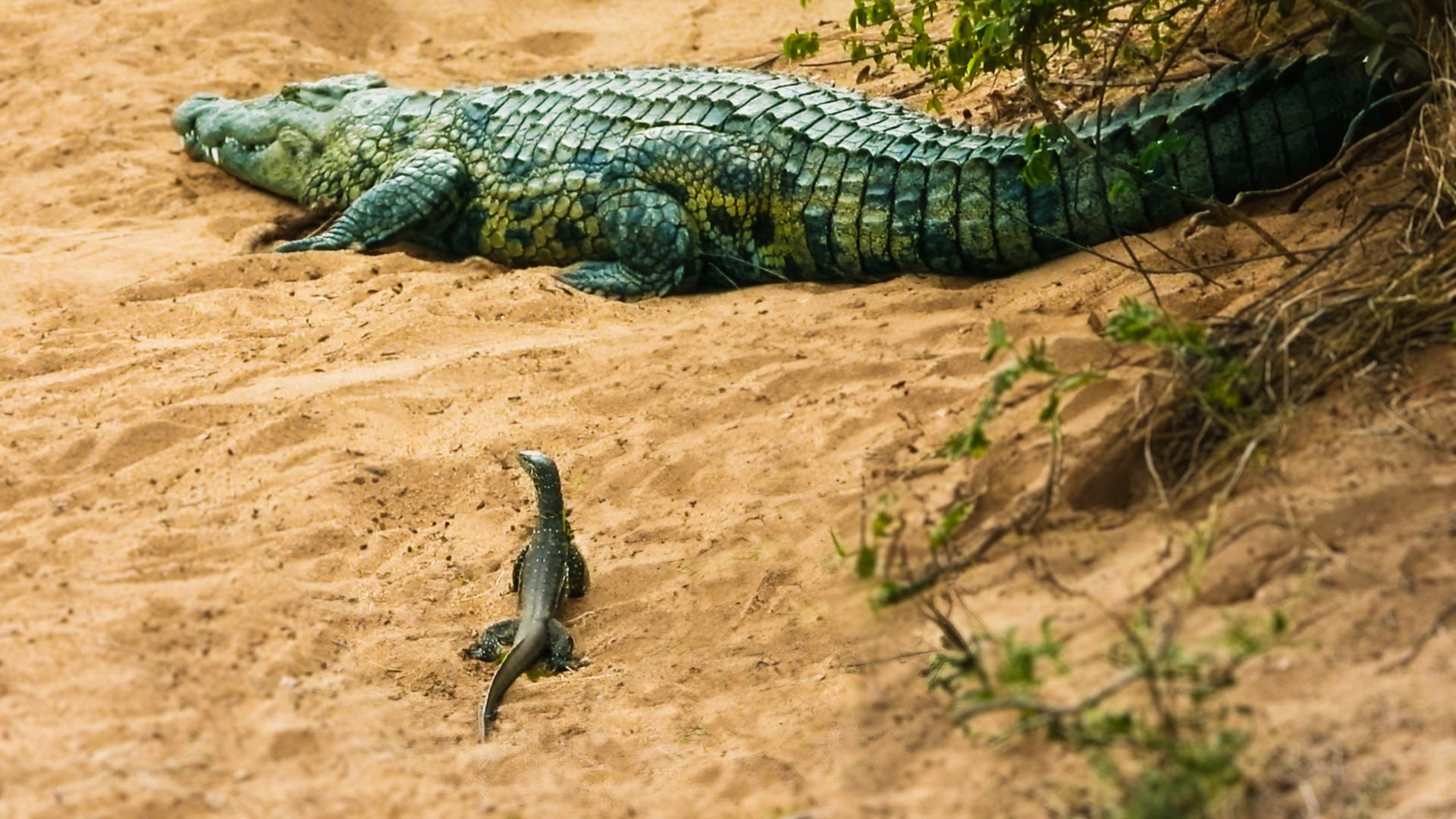 Monitor Lizard Raids Nest and Eats Crocodile Eggs