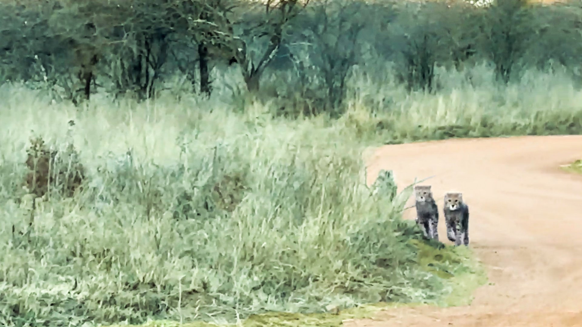 Protective Mother Cheetah Carries Cubs Across The Plains