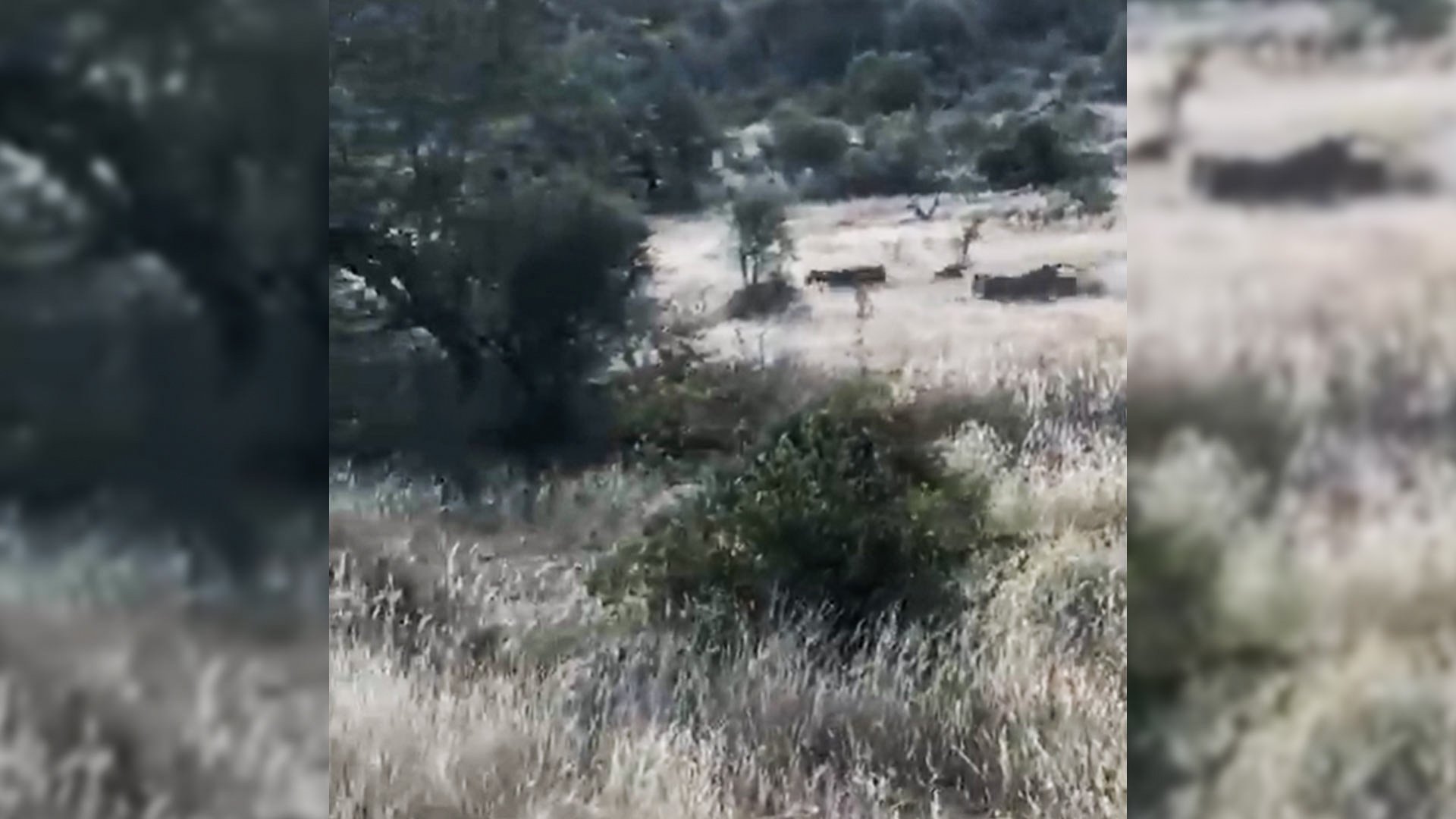 Quick Warthog Can’t Outsprint Two Hungry Lions