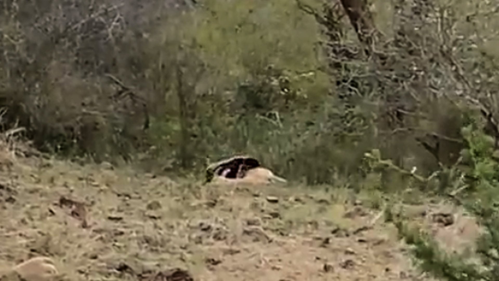 Scavenging in Action: Honey Badger Tucks Into a Buck