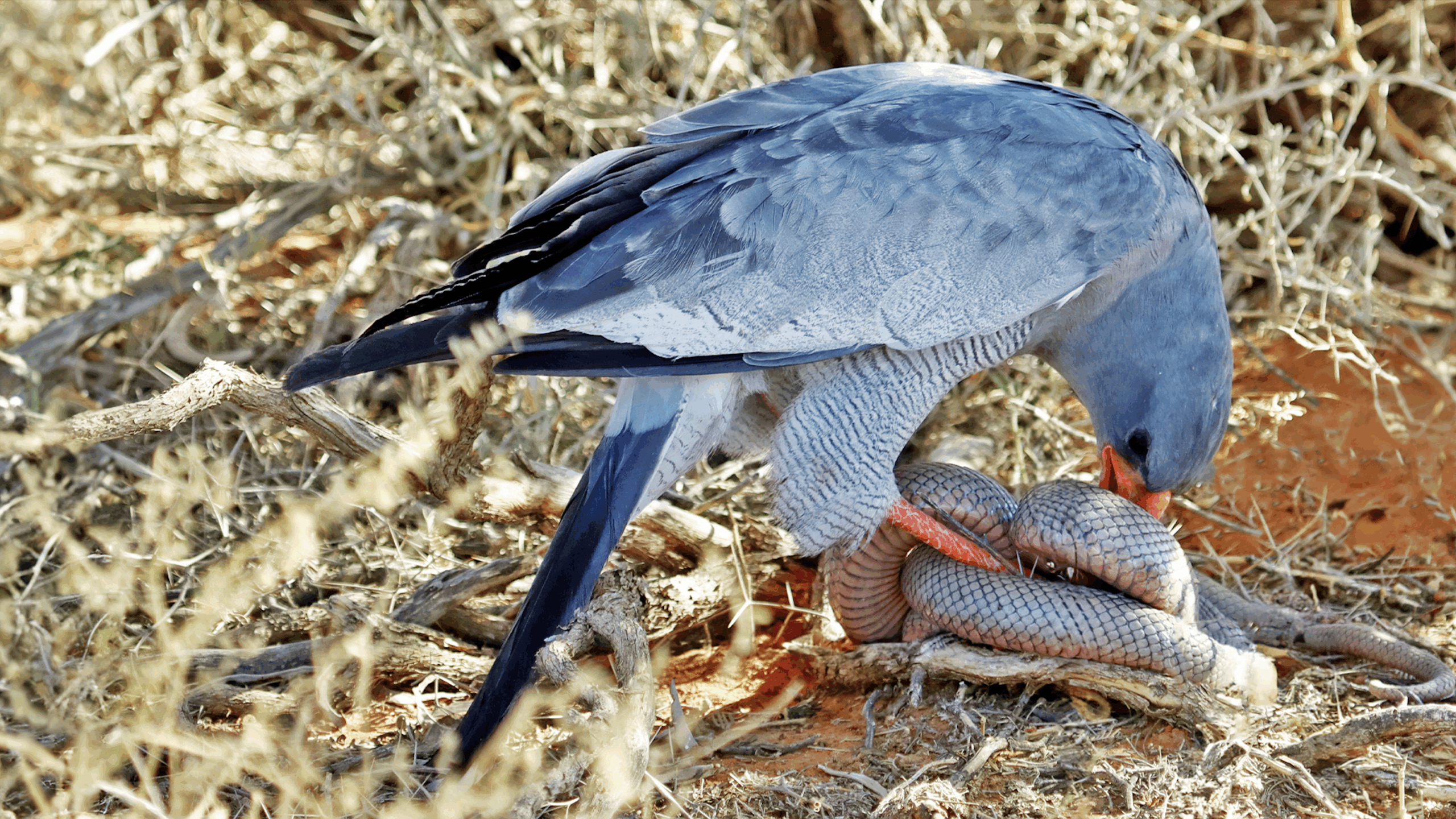Pale Chanting Goshawk Catches and Eats a Snake