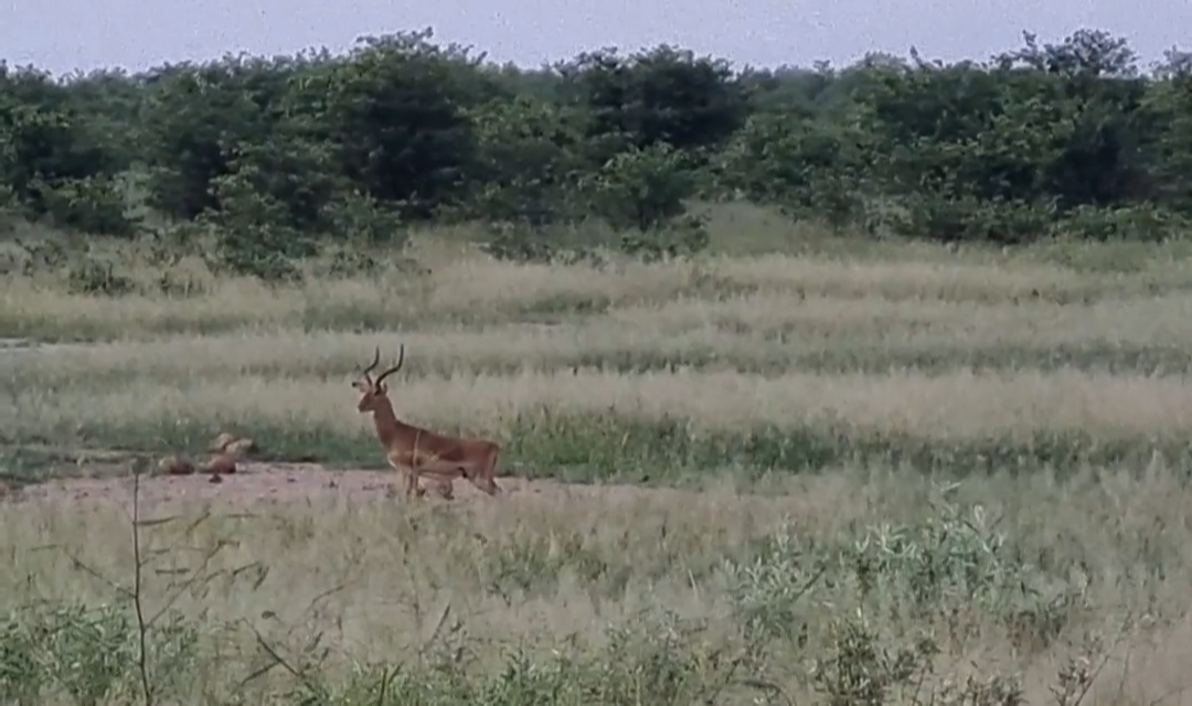Stalking in Silence: Cheetah Gets Closer to Grazing Impala