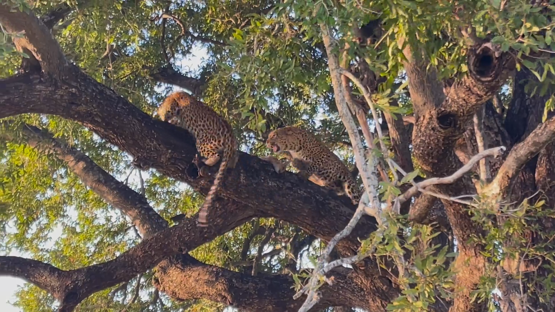 Leopard Jumps Across Tree To Take Meal From Another Leopard