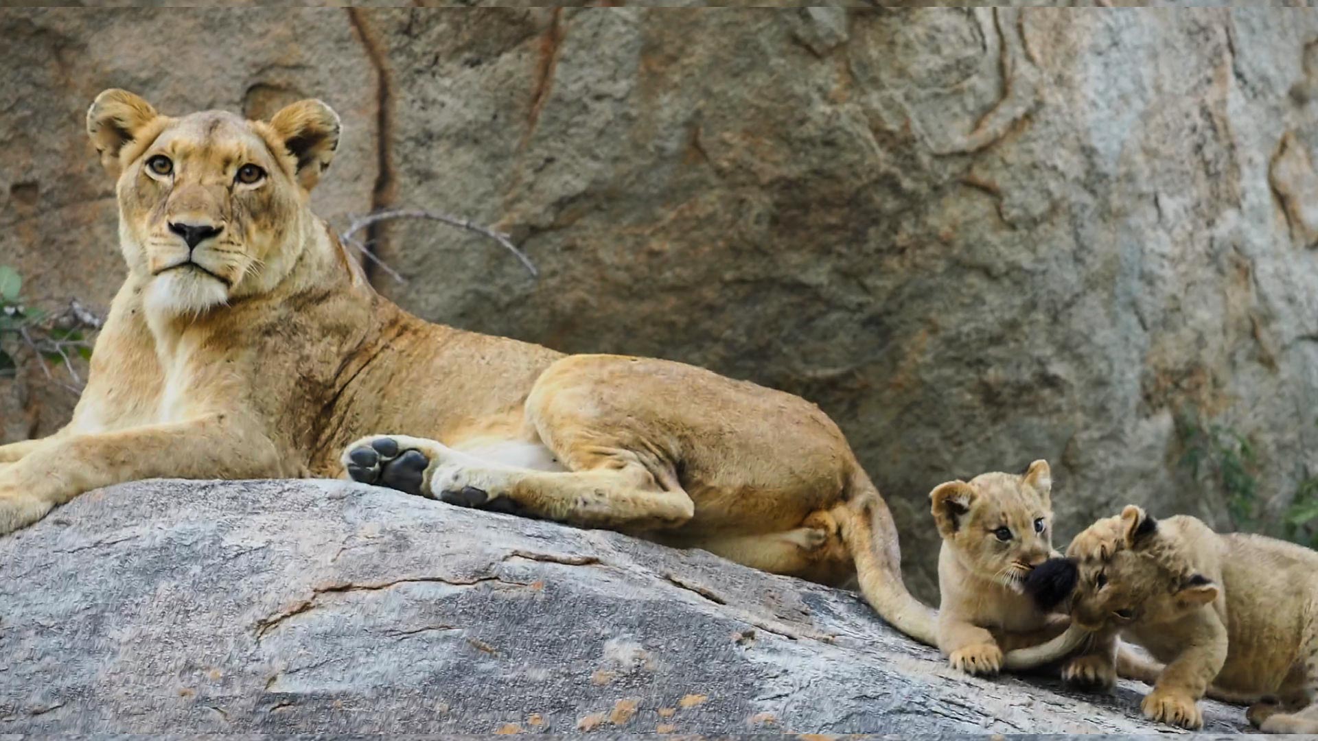 Two Curious Lion Cubs Entertain Themselves with Mom’s Tail