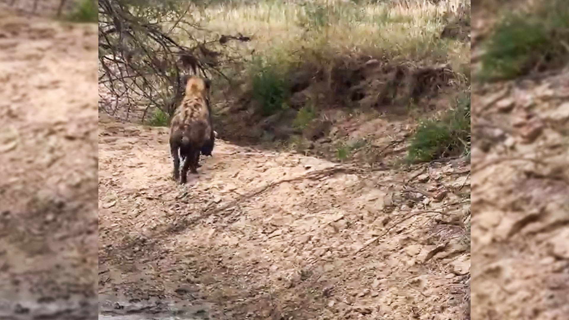 Unusual Catch: Hyena Pulls a Fish from the Water