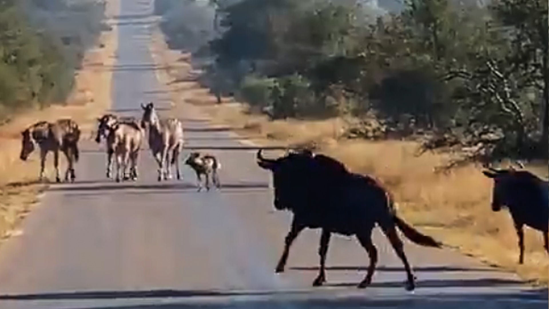 Zebras and Wildebeest Join Forces to Chase Off Wild Dogs