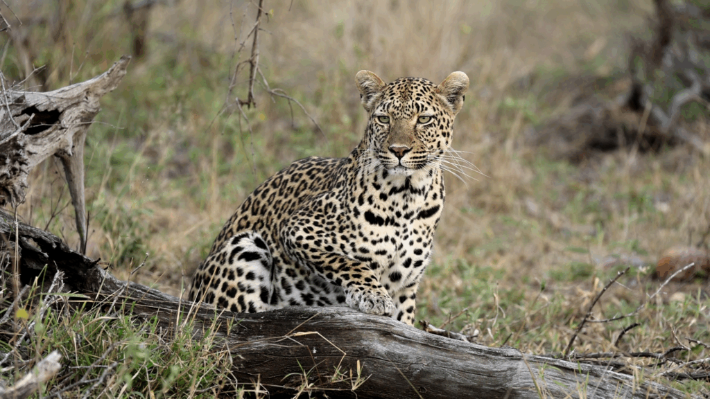 Leopard’s Attempt on Impala Herd Fails Before It Begins
