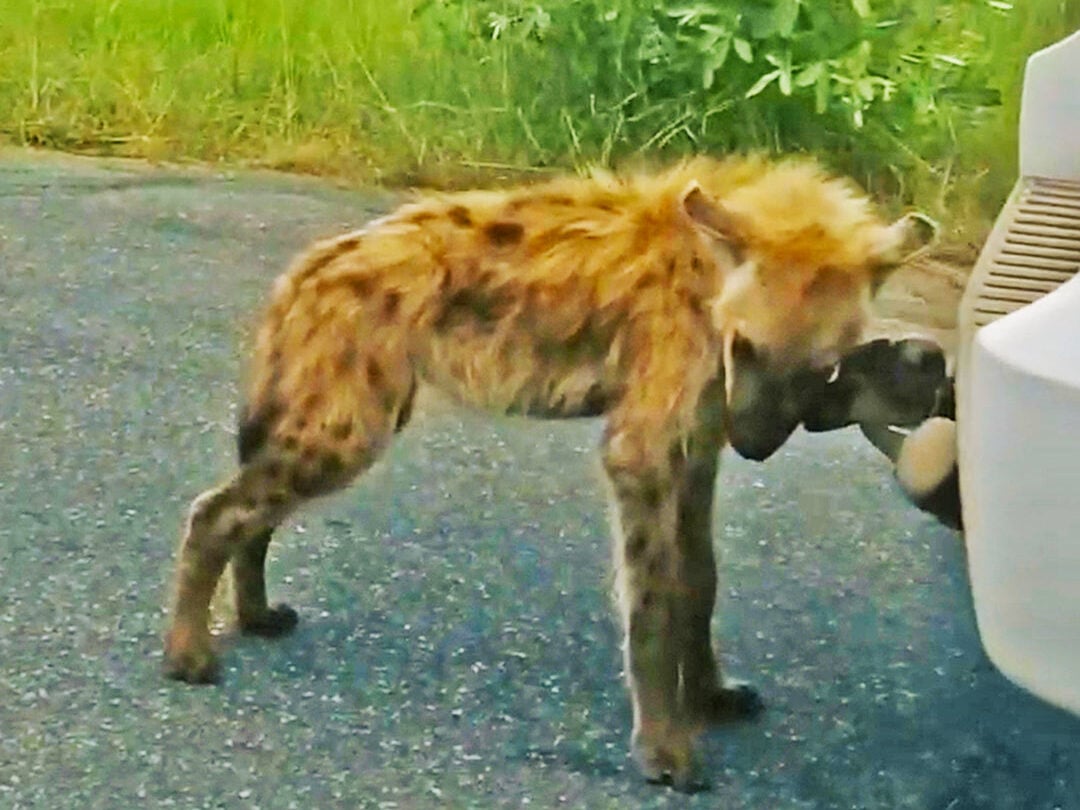 Curious Hyena Cub Tries to Steal Tow Hook from Vehicle