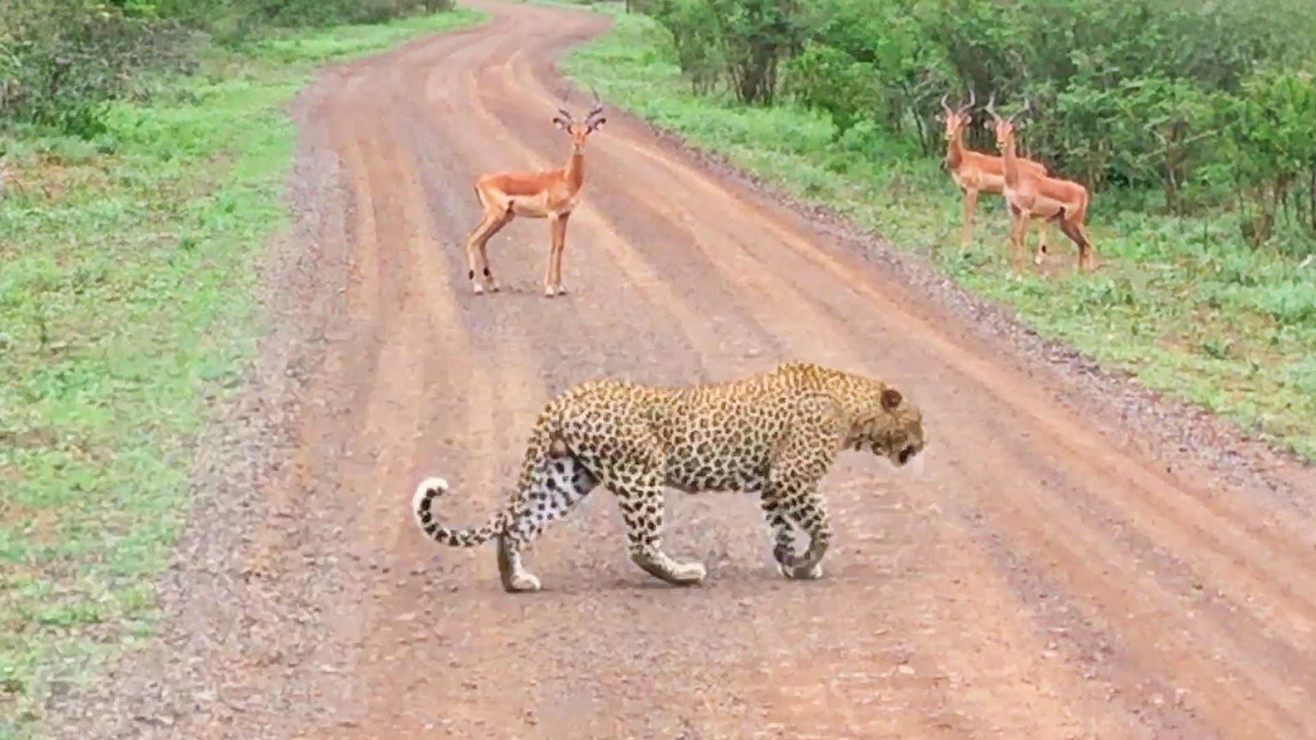 Impala Freeze as Leopard Walks Right Past