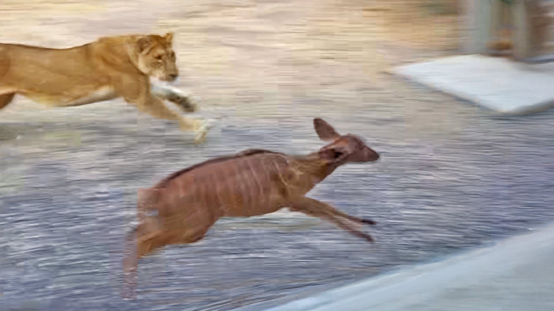 Buck Crashes Into Fence to Escape From Lion