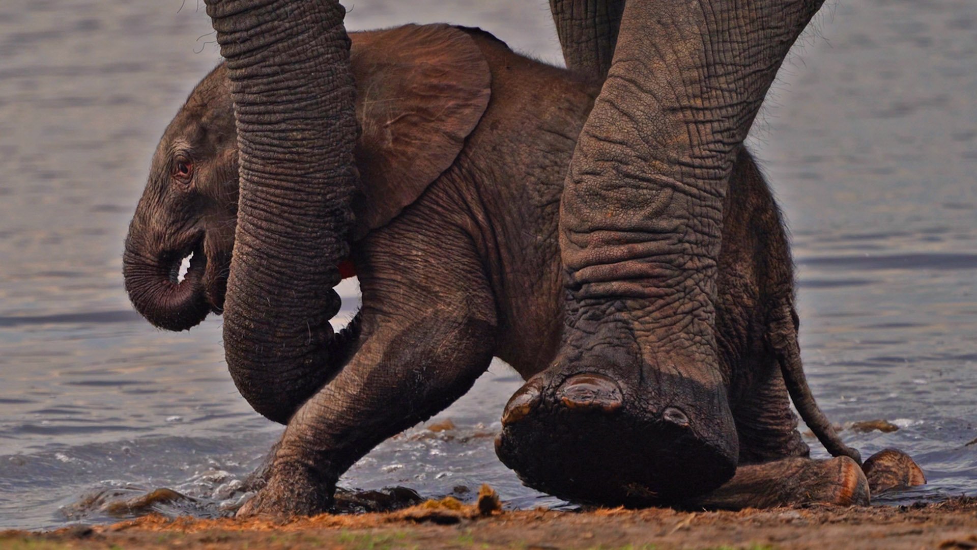 Mother Elephant Helps Calf Drink for the First Time