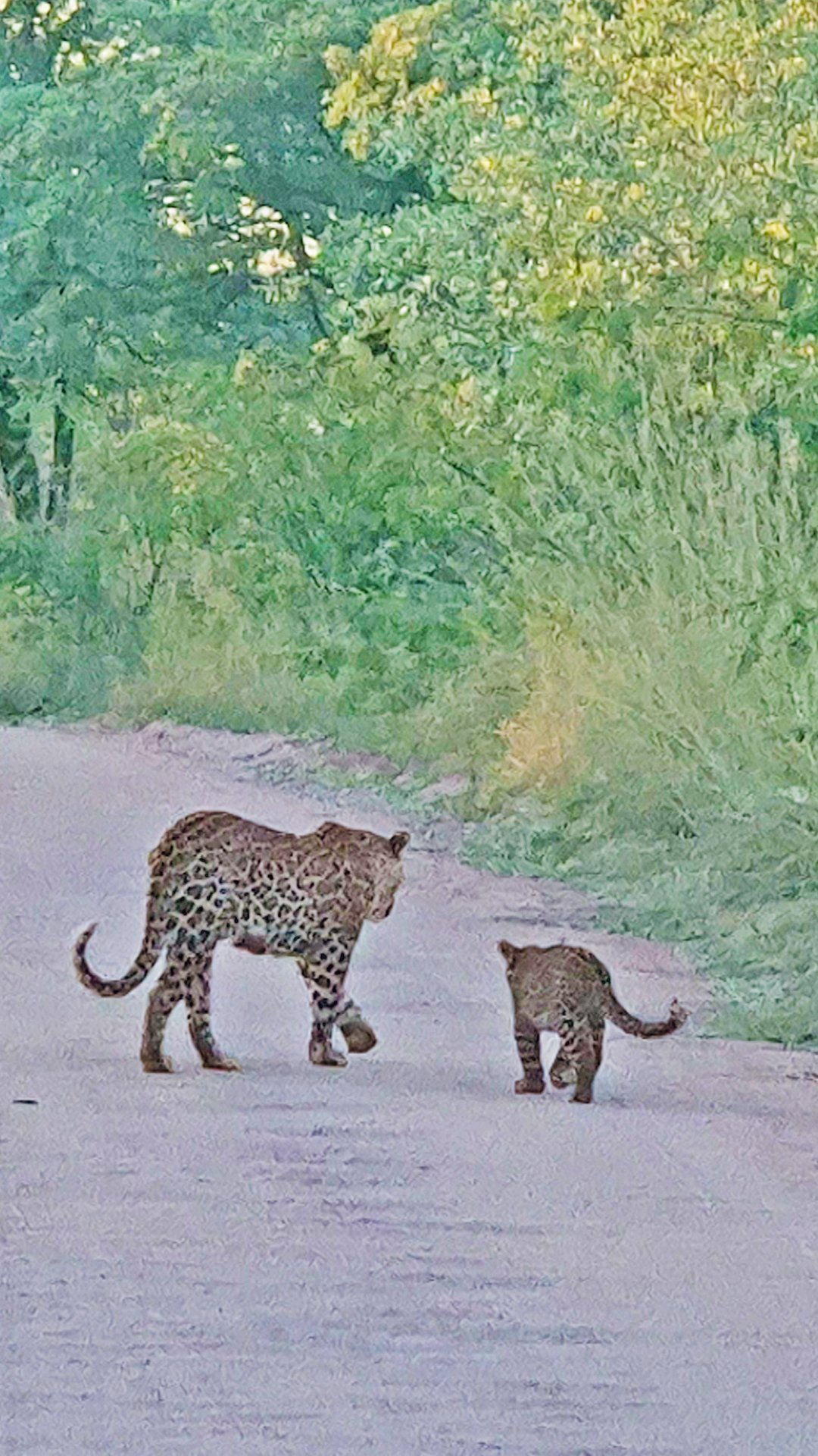First Time Leopard Encounter Before Gate Closing Time