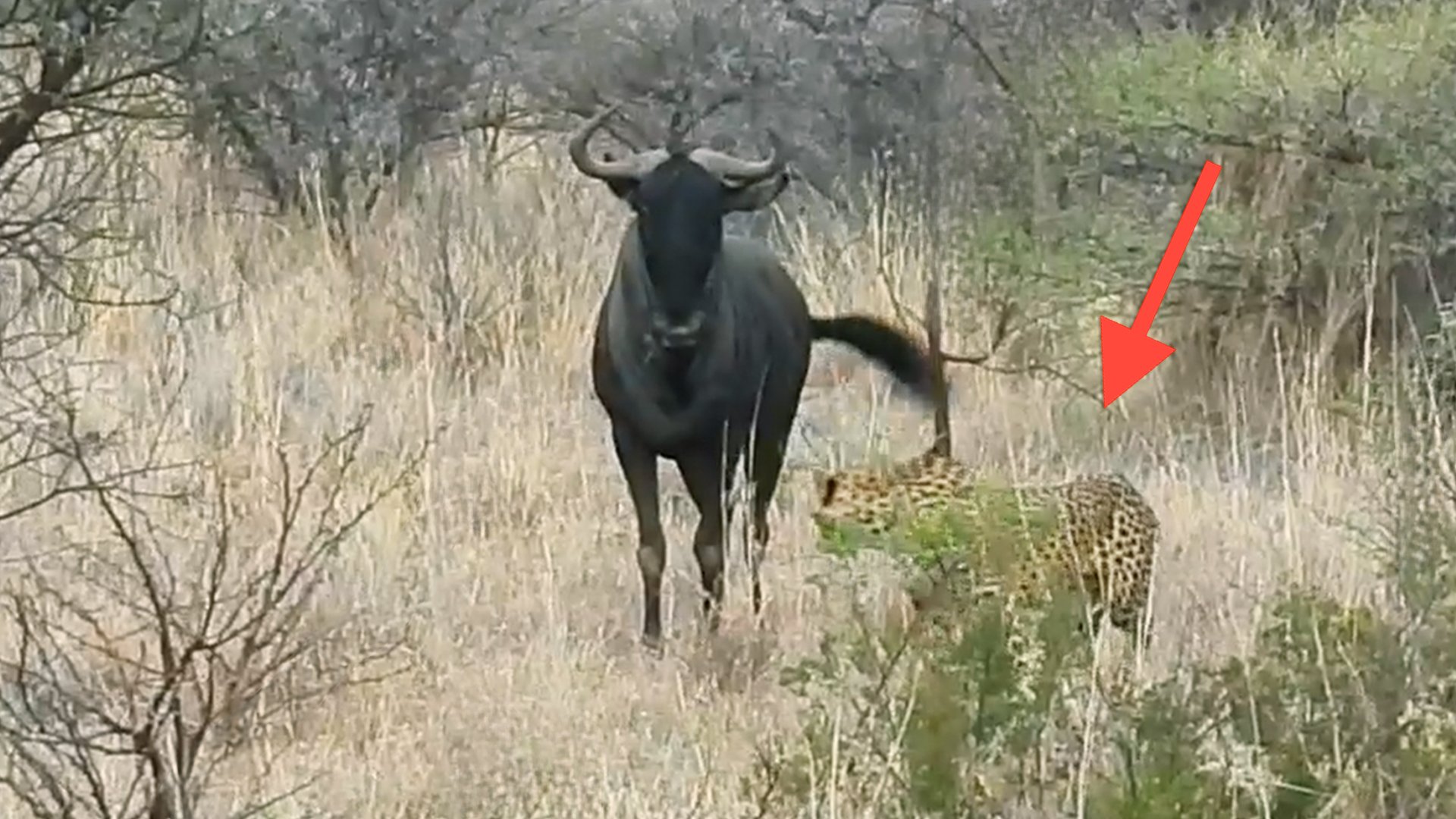 Cheetah Takes a Nap Right in Front of Wildebeest